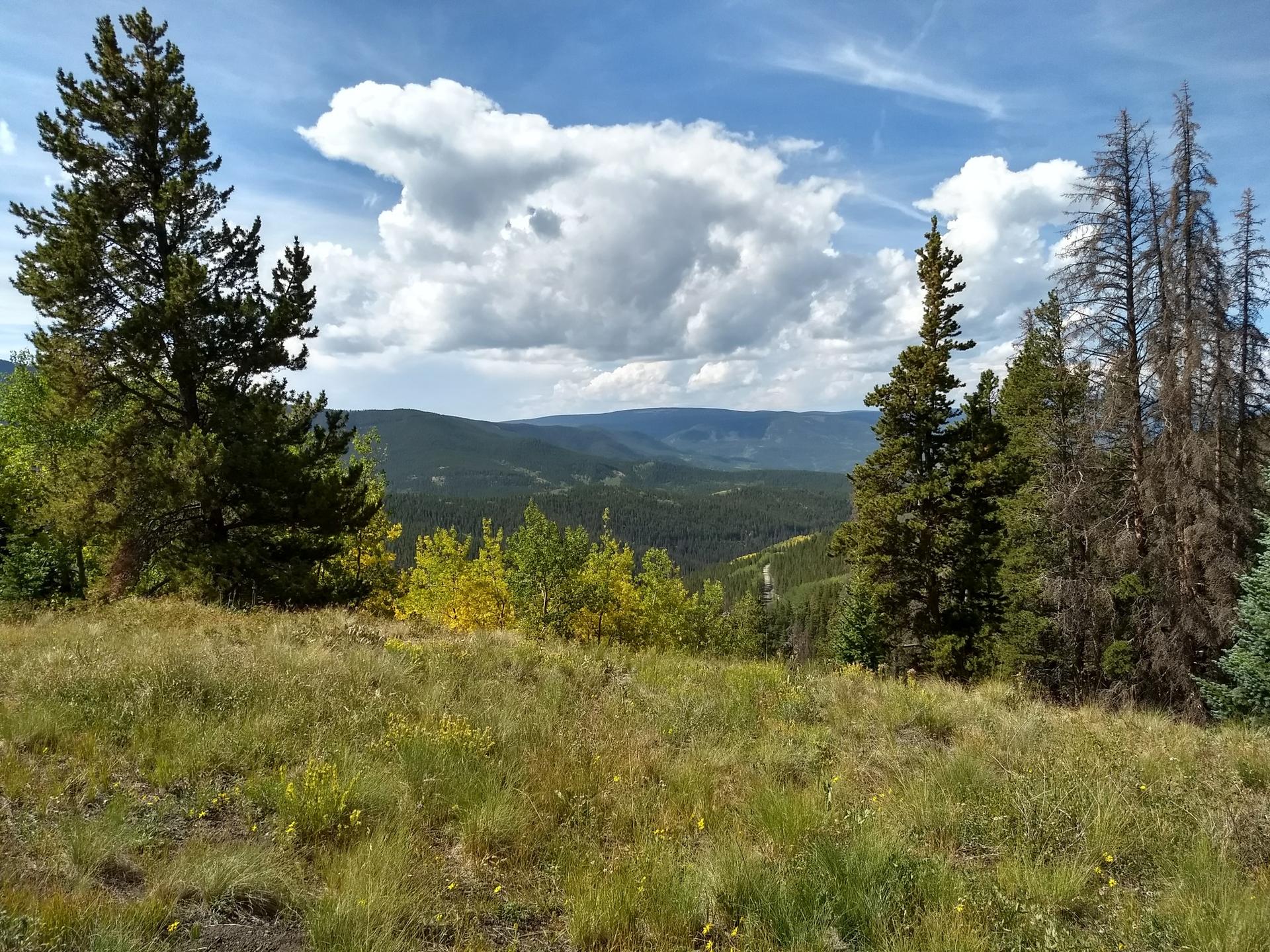 Grassy hilltop with pine trees overlooking a vast forested valley under a cloudy sky.