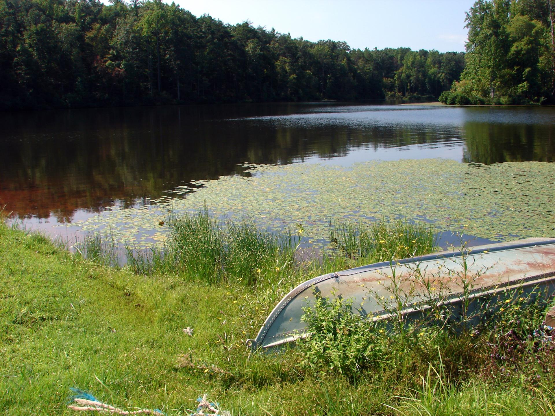 Overturned boat on grassy shore next to a lake with lily pads and forest.