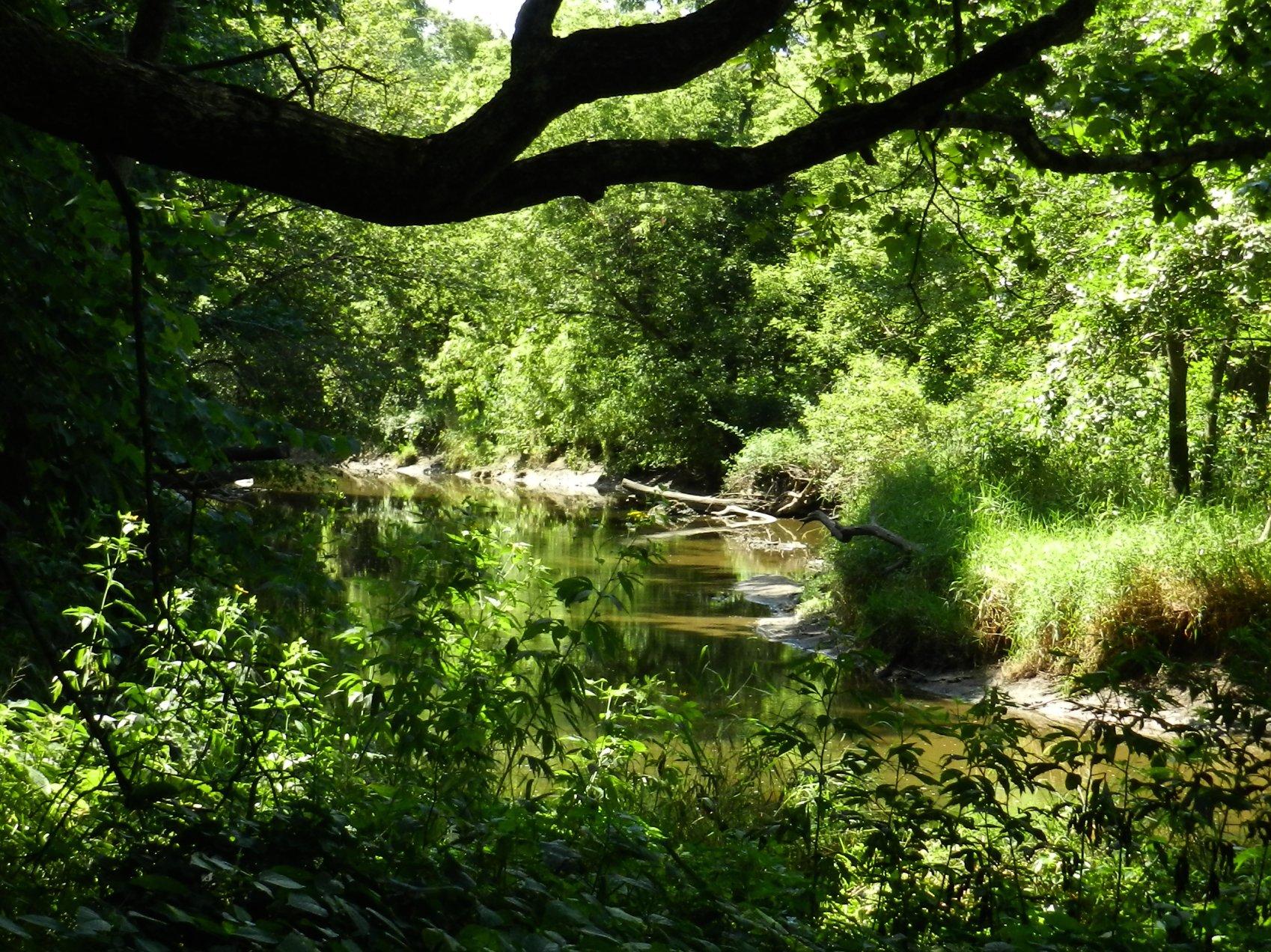 A shaded river flowing through a lush green forest on a sunny day.