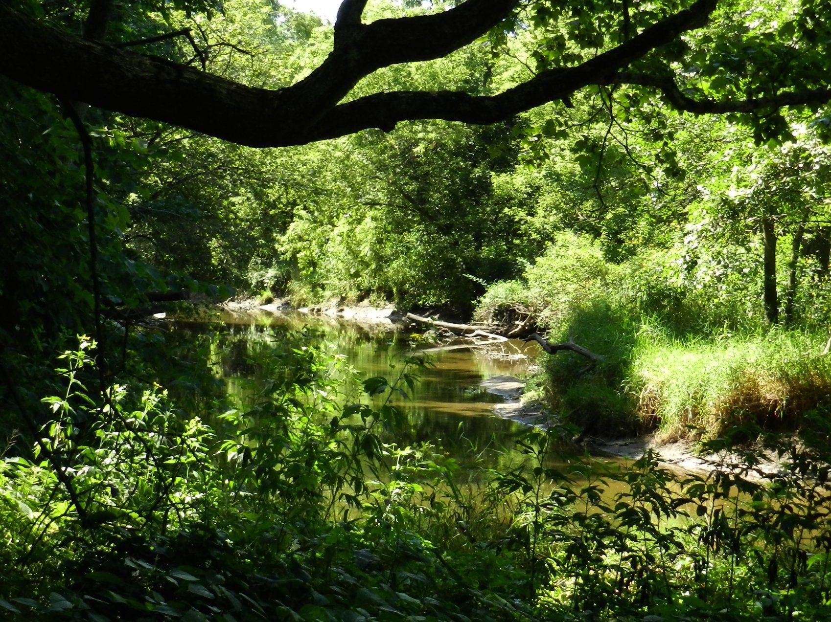 A shaded river flowing through a lush green forest on a sunny day. - Hickory Creek Preserve – Hickory Creek Forest loop from Ultimate Image