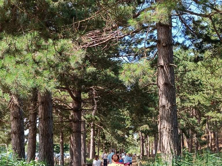 Wells Wood - Routes for Walking and Hiking | Komoot