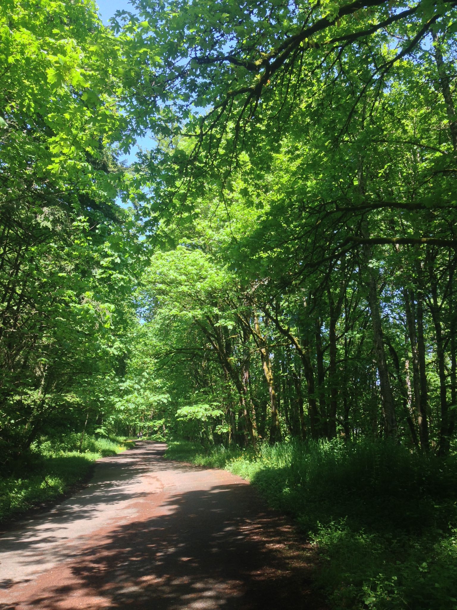 Sunny dirt path through a vibrant green forest with dappled light. - Leif Erikson Drive – Forest Park