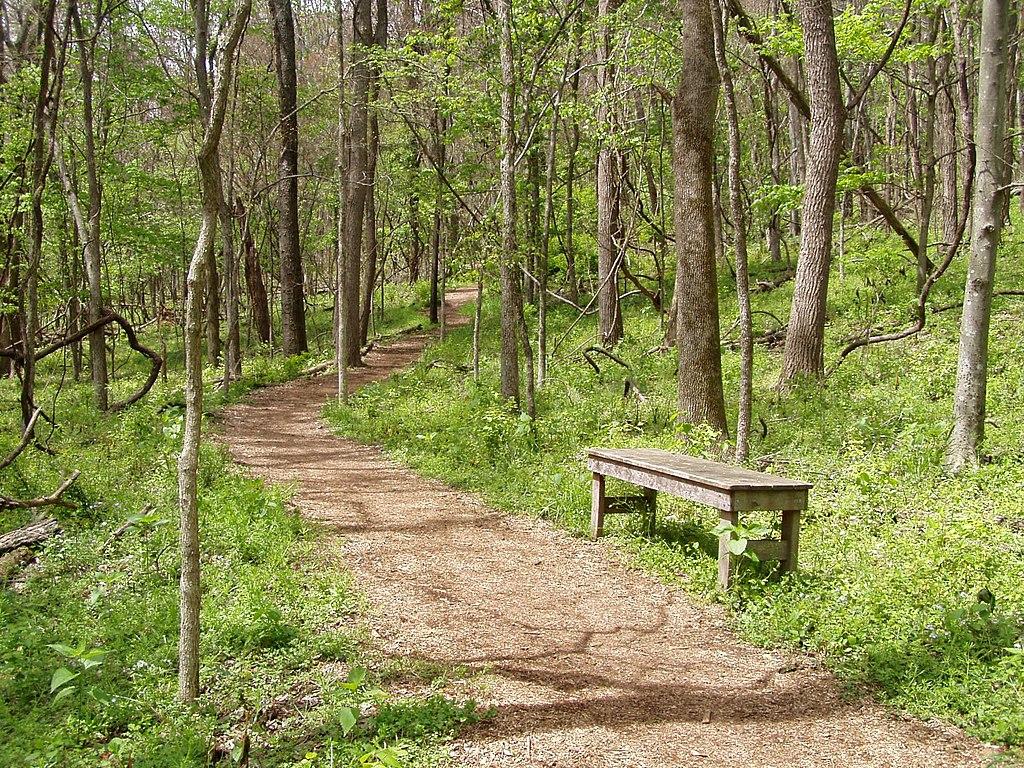 A winding dirt path and wooden bench in a bright, green, sun-dappled forest.