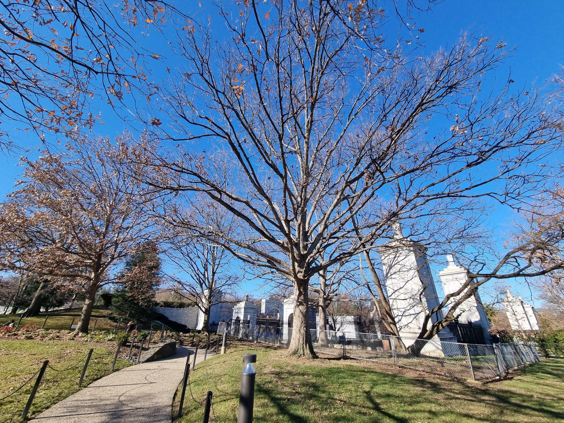 Large bare tree with winding path and white structures under blue sky.