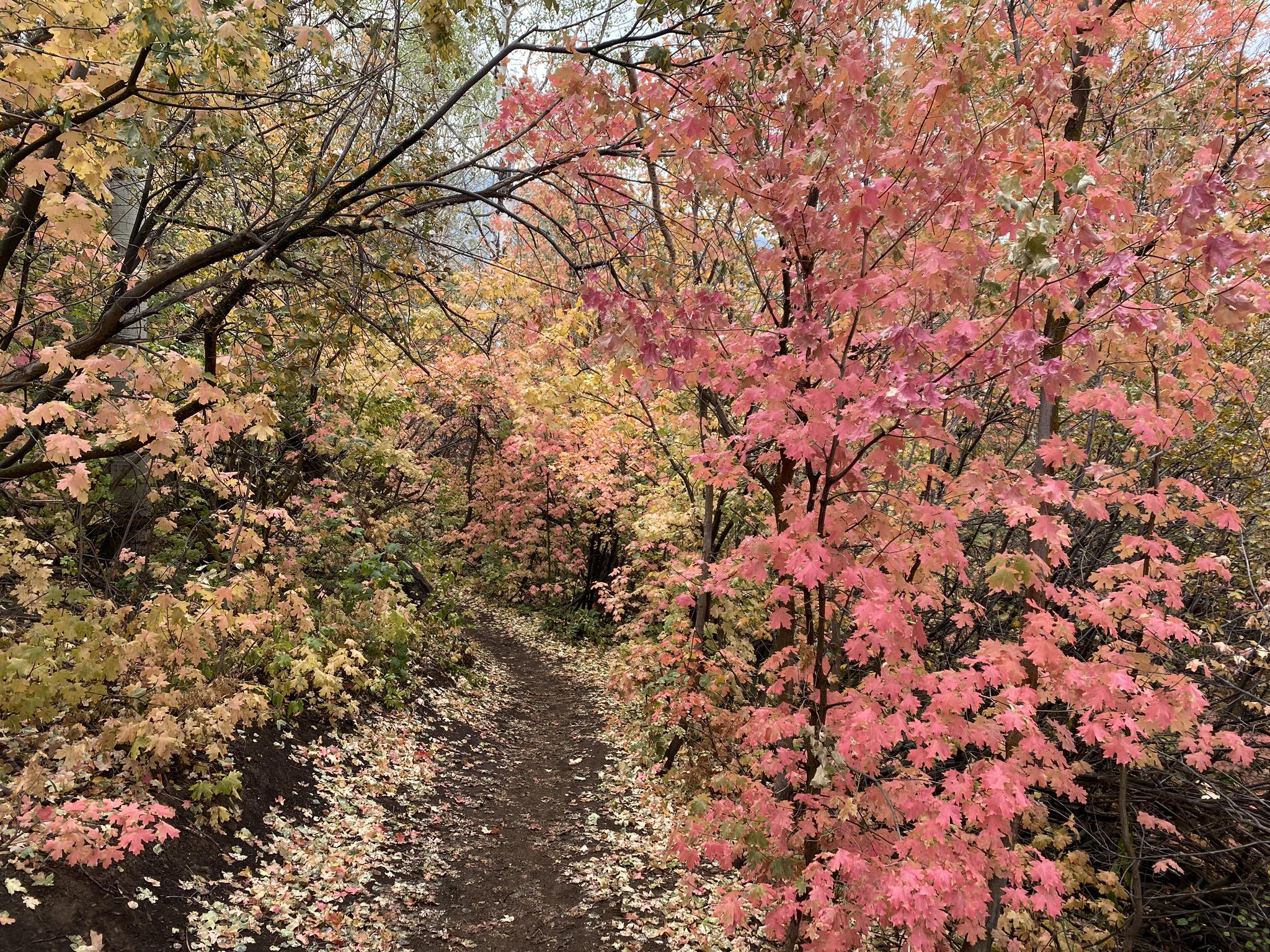 Narrow path through vibrant pink and yellow autumn foliage.