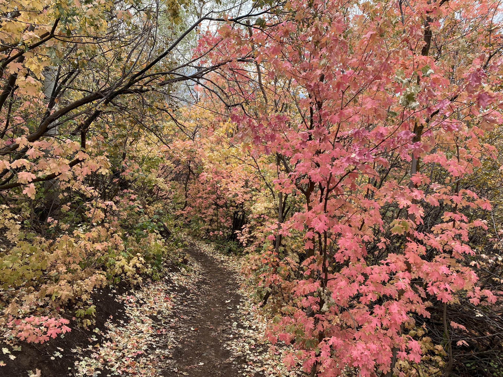 Narrow path through vibrant pink and yellow autumn foliage.