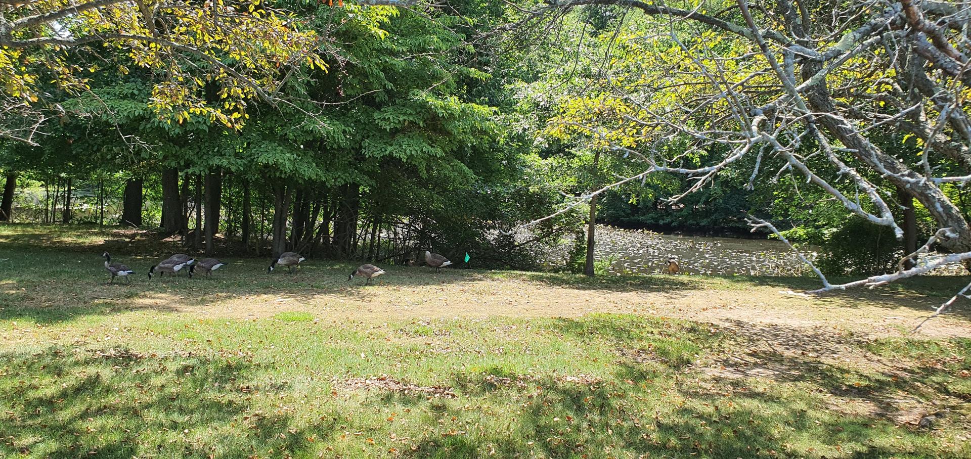 Geese graze on a sunny grassy bank near dense trees and water.
