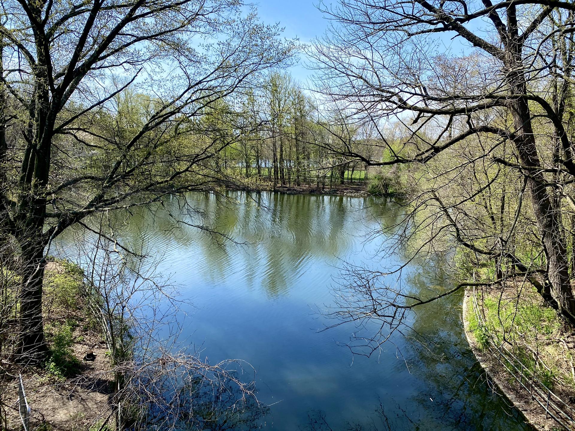 Calm lake surrounded by trees with new spring leaves on a sunny day.