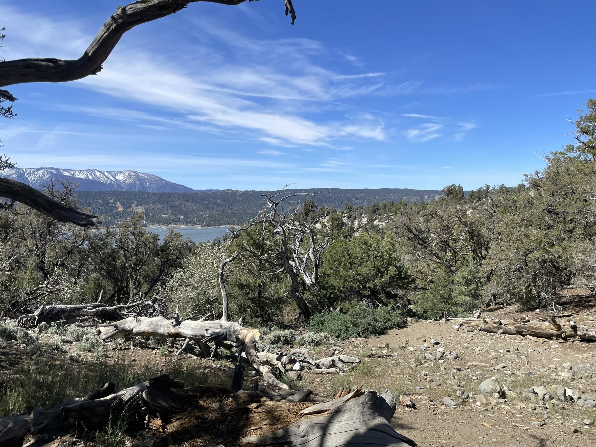 Forest path with gnarled trees overlooking a lake and snowy mountains.