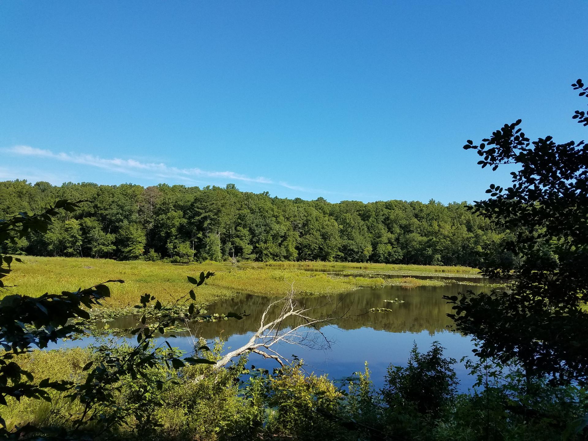 Sunny view of a calm pond, green marsh, and dense forest.