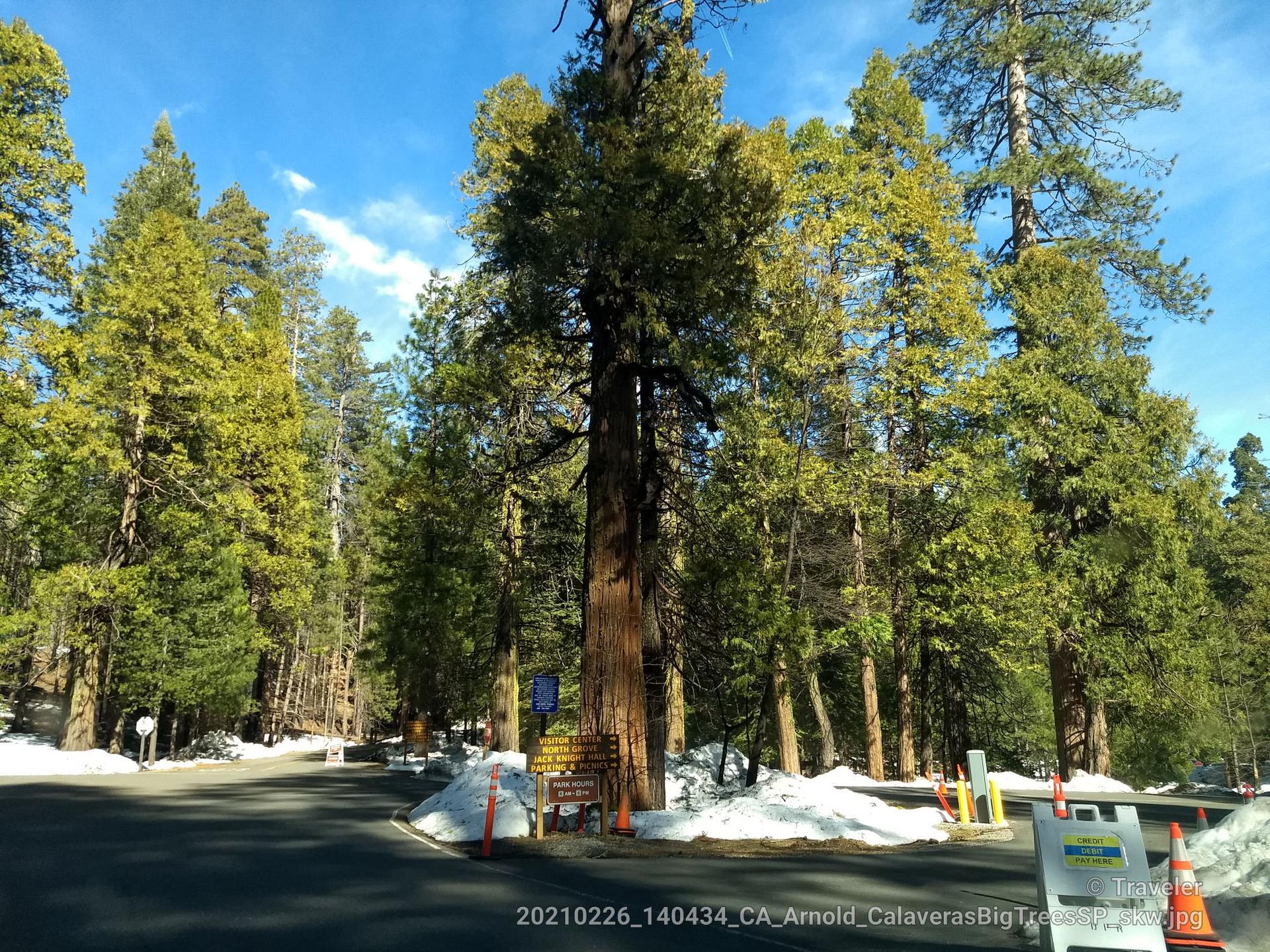 A forest road with snow on the sides, surrounded by tall evergreen trees.