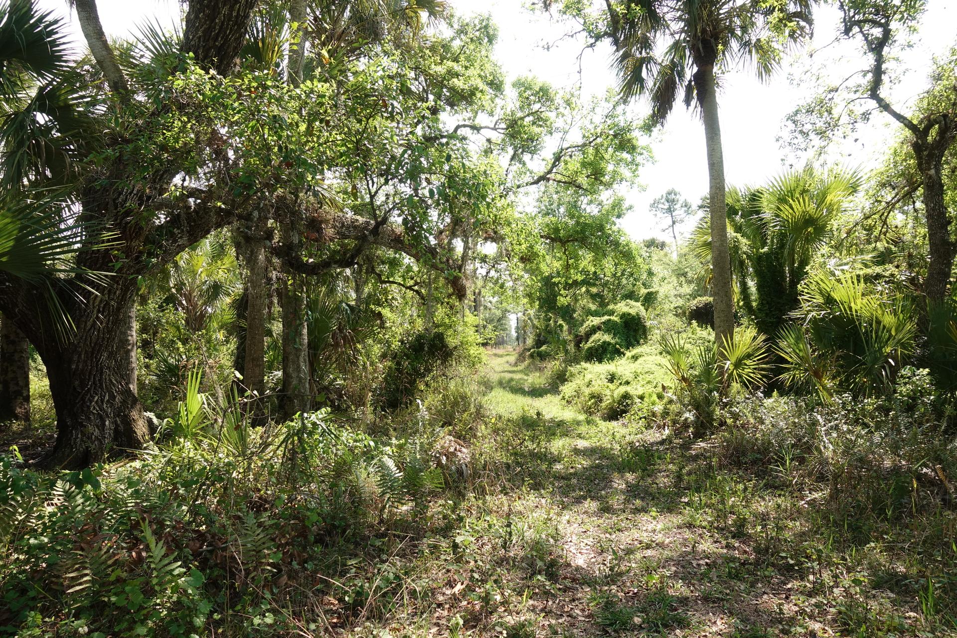 A sunlit, overgrown path winds through a dense, green forest with palms.