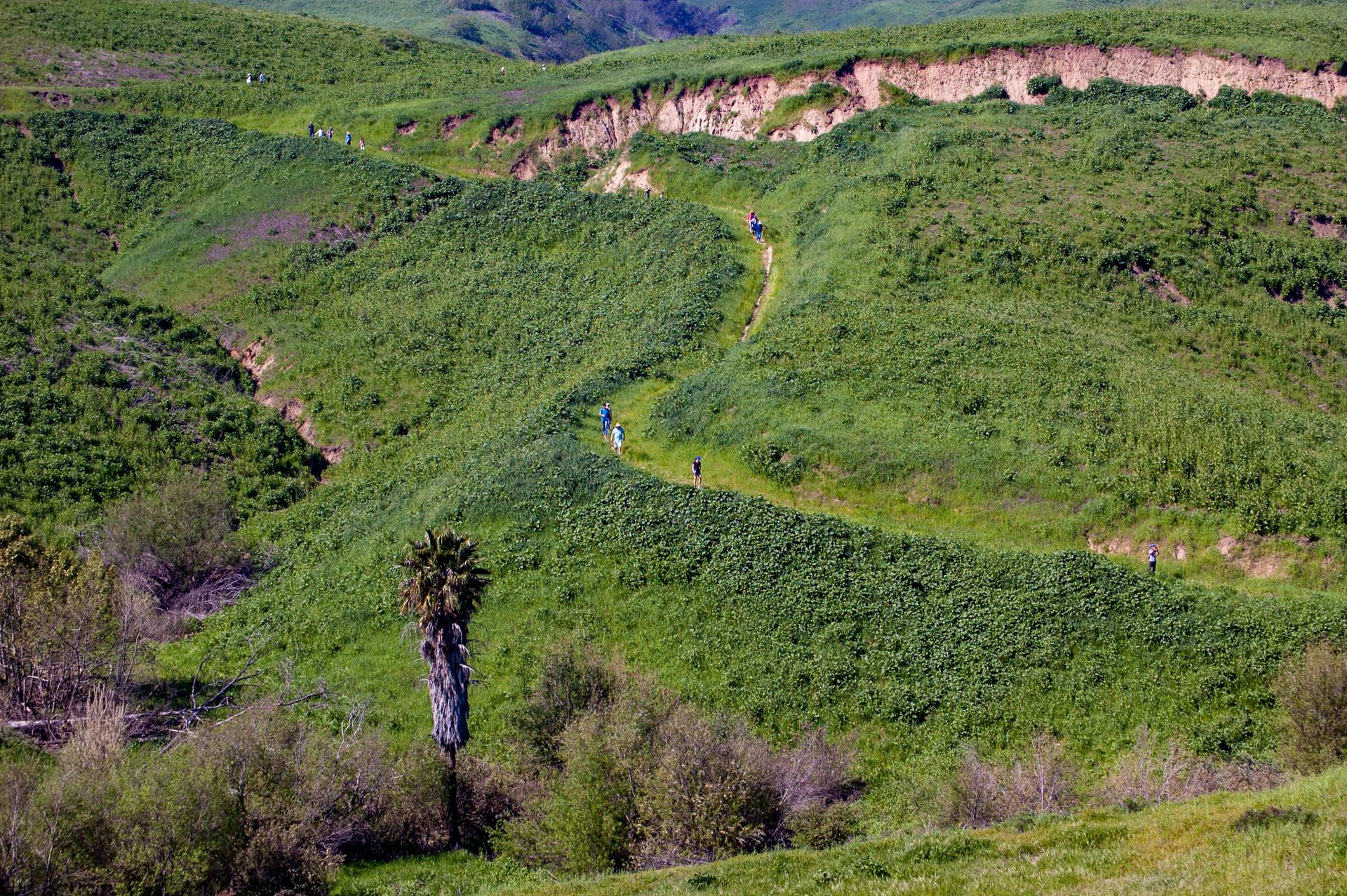 Hikers on a winding trail through lush green hills with a palm tree.