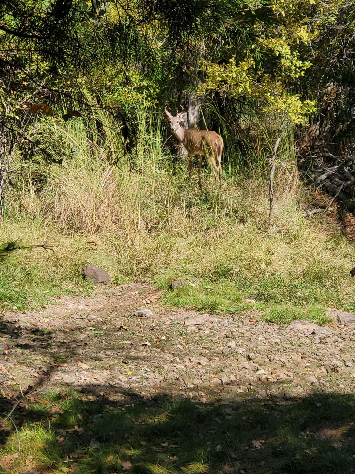 A deer stands in tall grass at the edge of a sunlit forest.