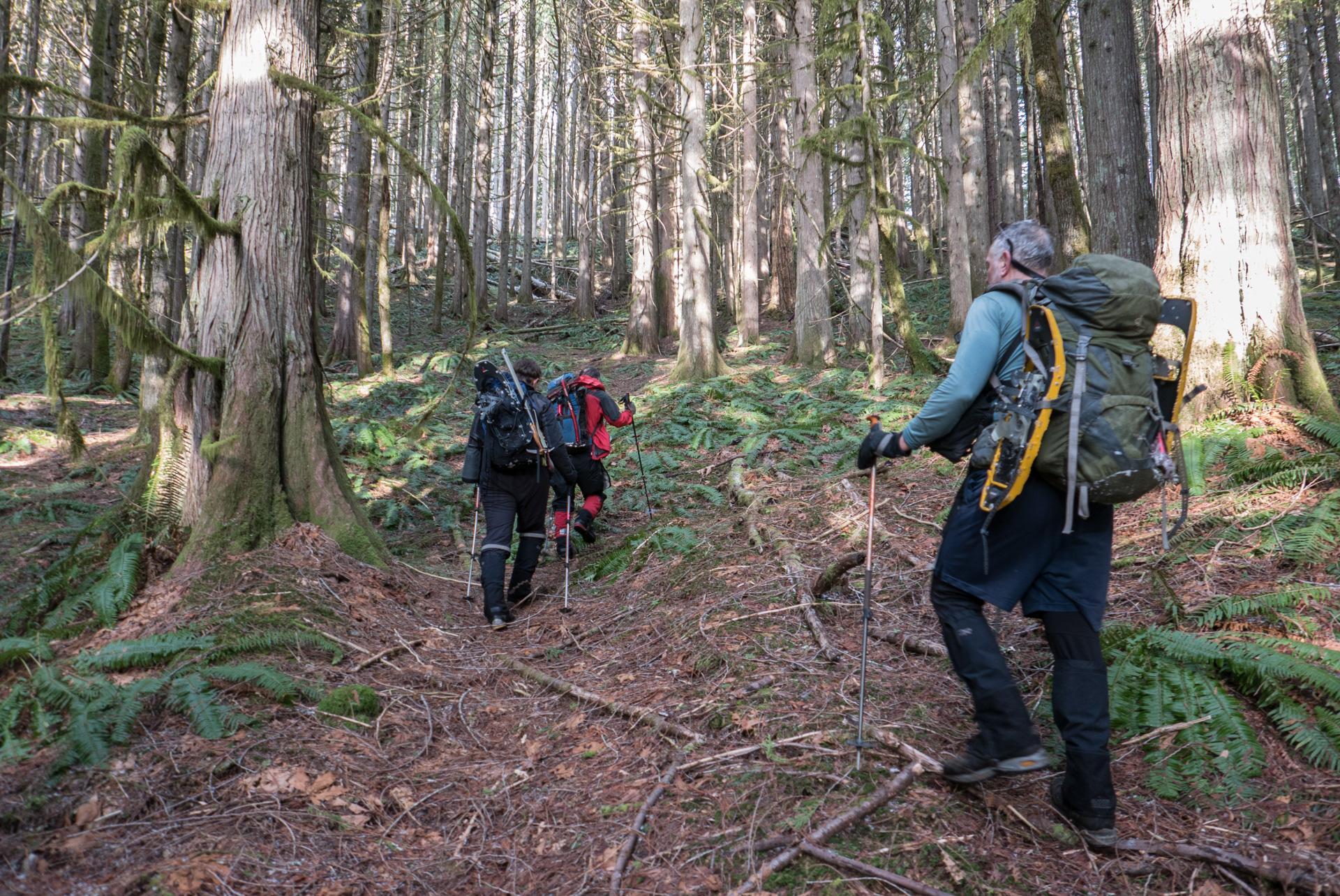 Three hikers with backpacks ascend a sunlit, mossy forest path.
