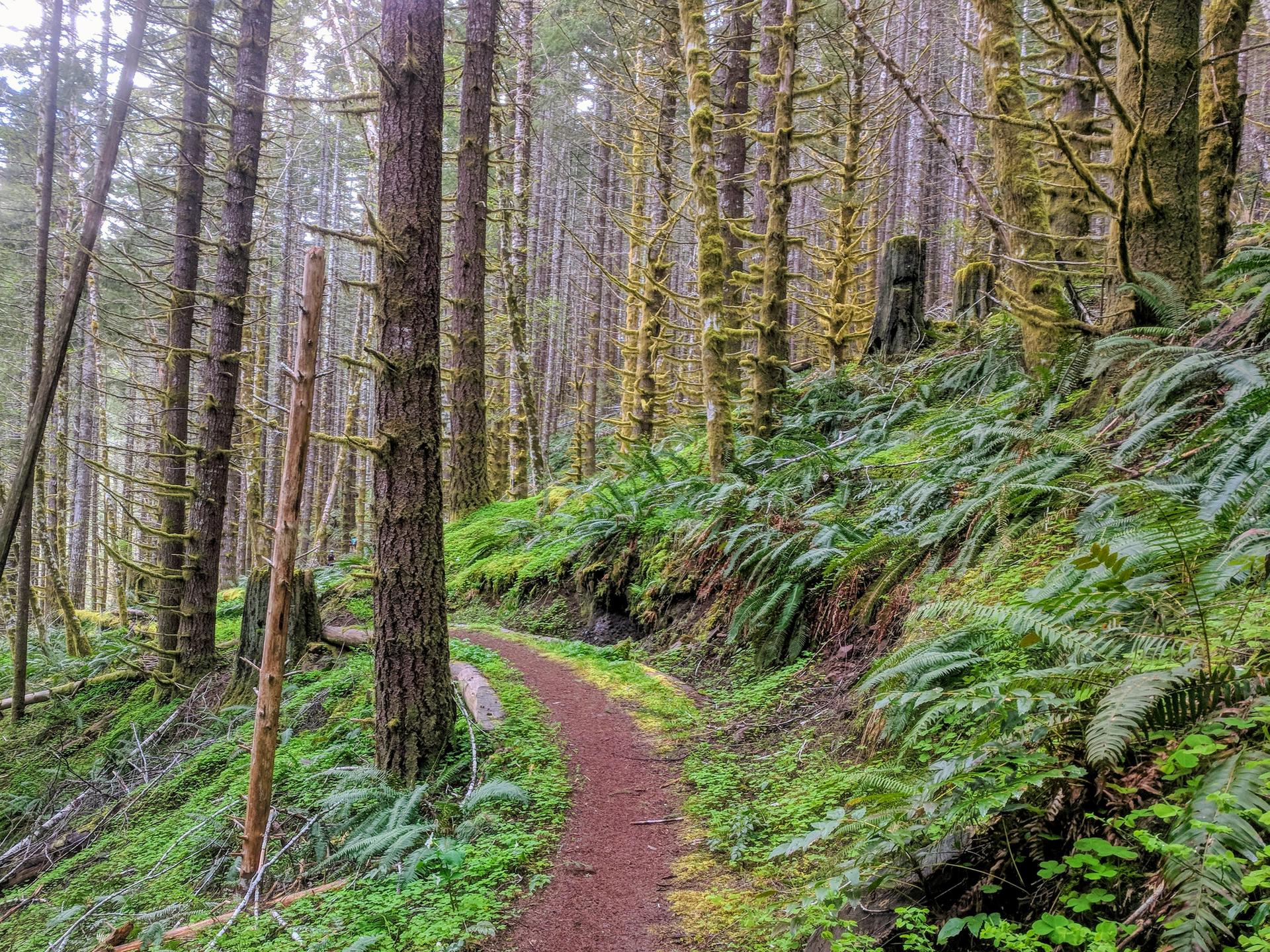 A winding dirt path through a dense, mossy forest with lush green ferns.