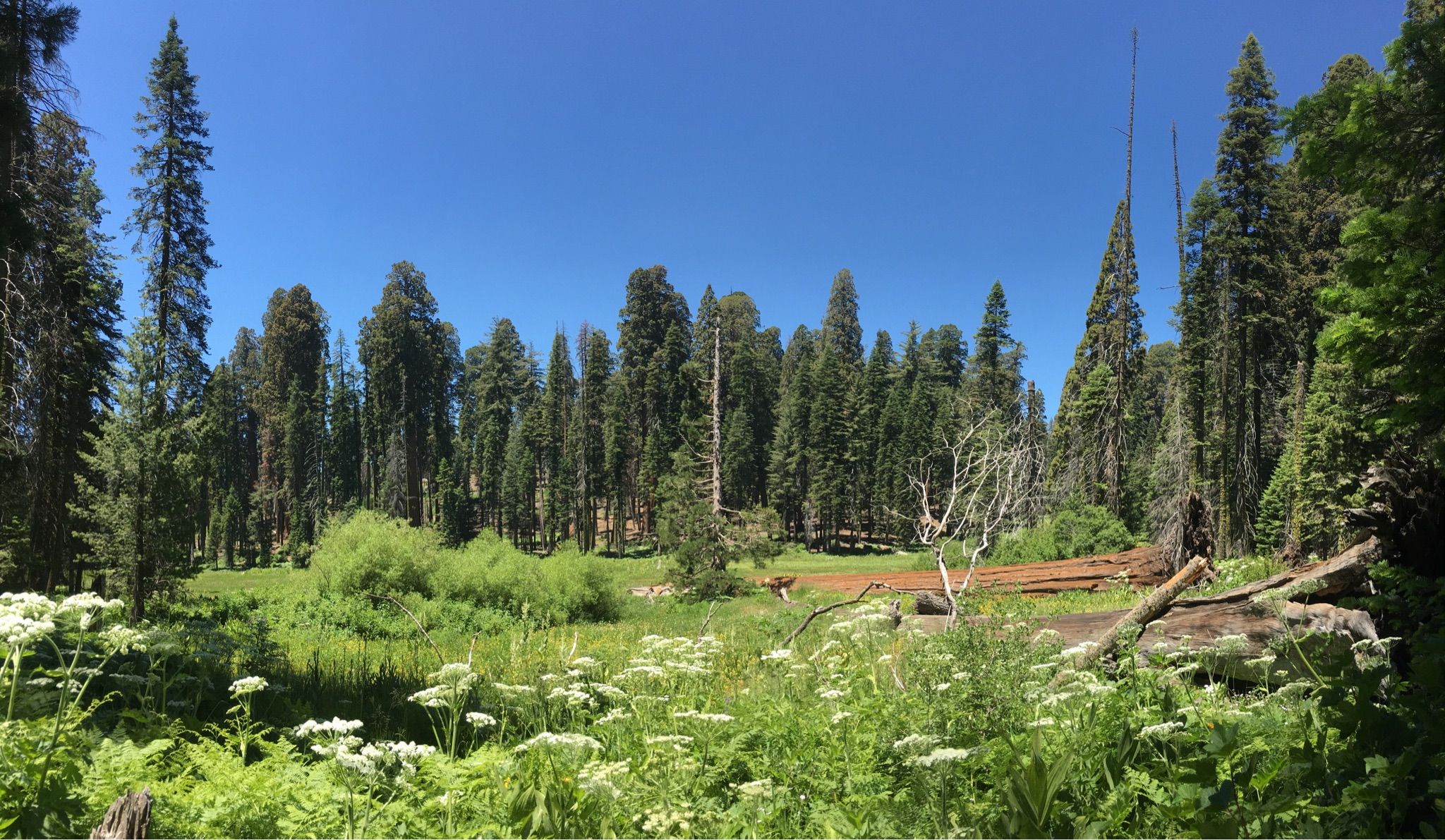 Sunny meadow with tall evergreen trees and white wildflowers under a blue sky. - High Sierra, Tharp's Log, and Crescent Meadow Loop