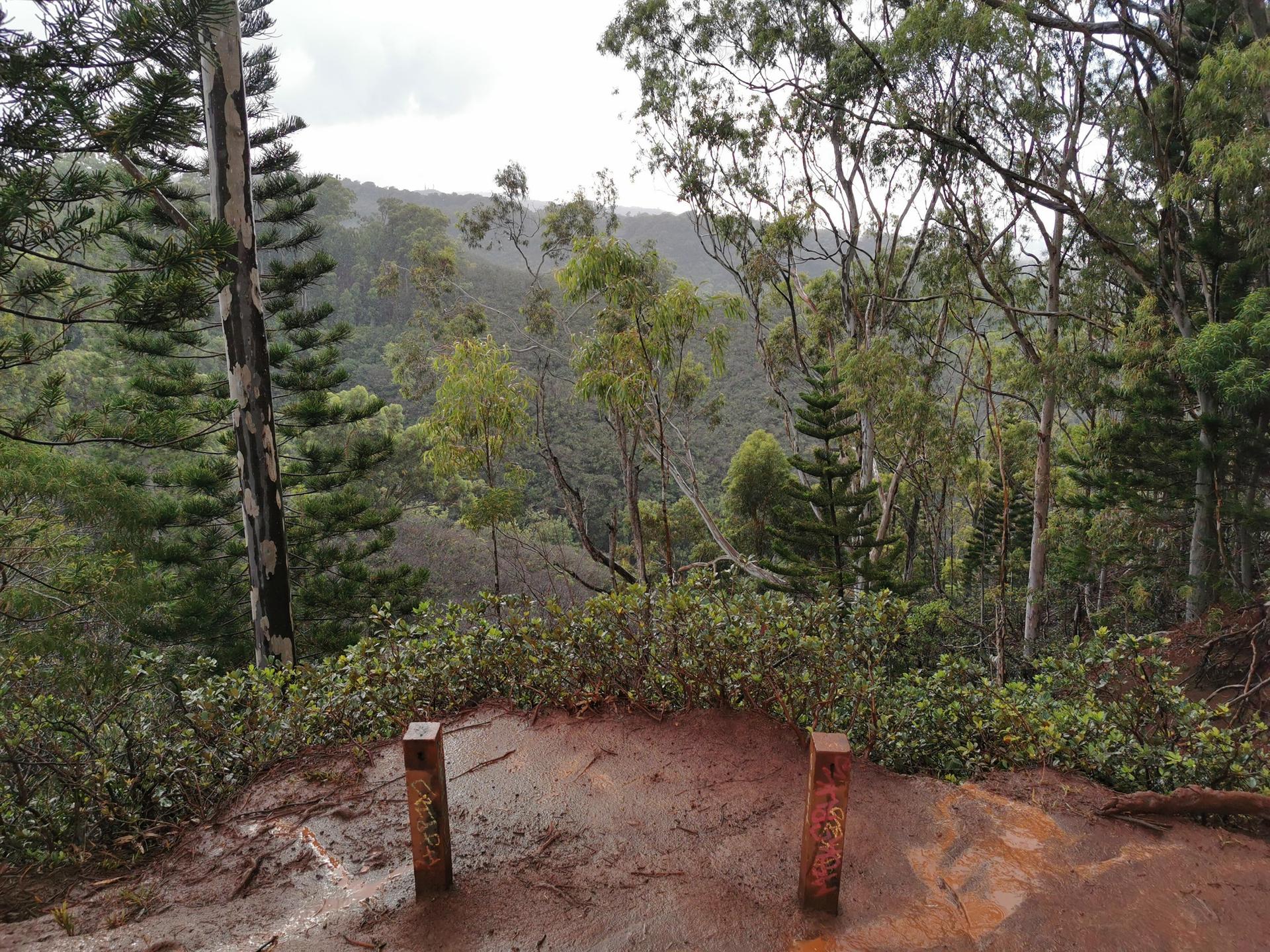 Overcast view of a dense green forest valley from a muddy overlook.