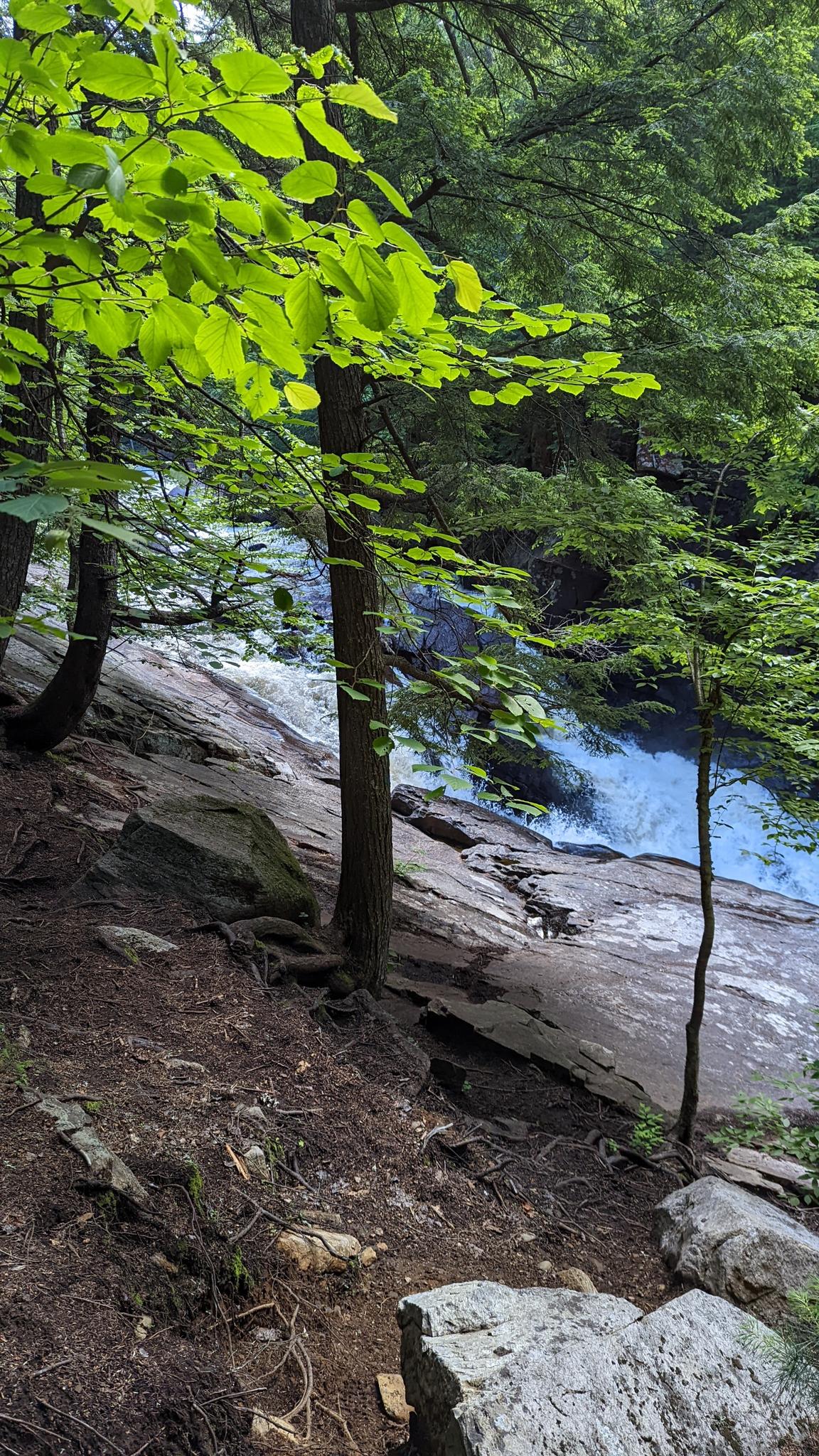 Lush green trees frame a bright river flowing over smooth rocks.