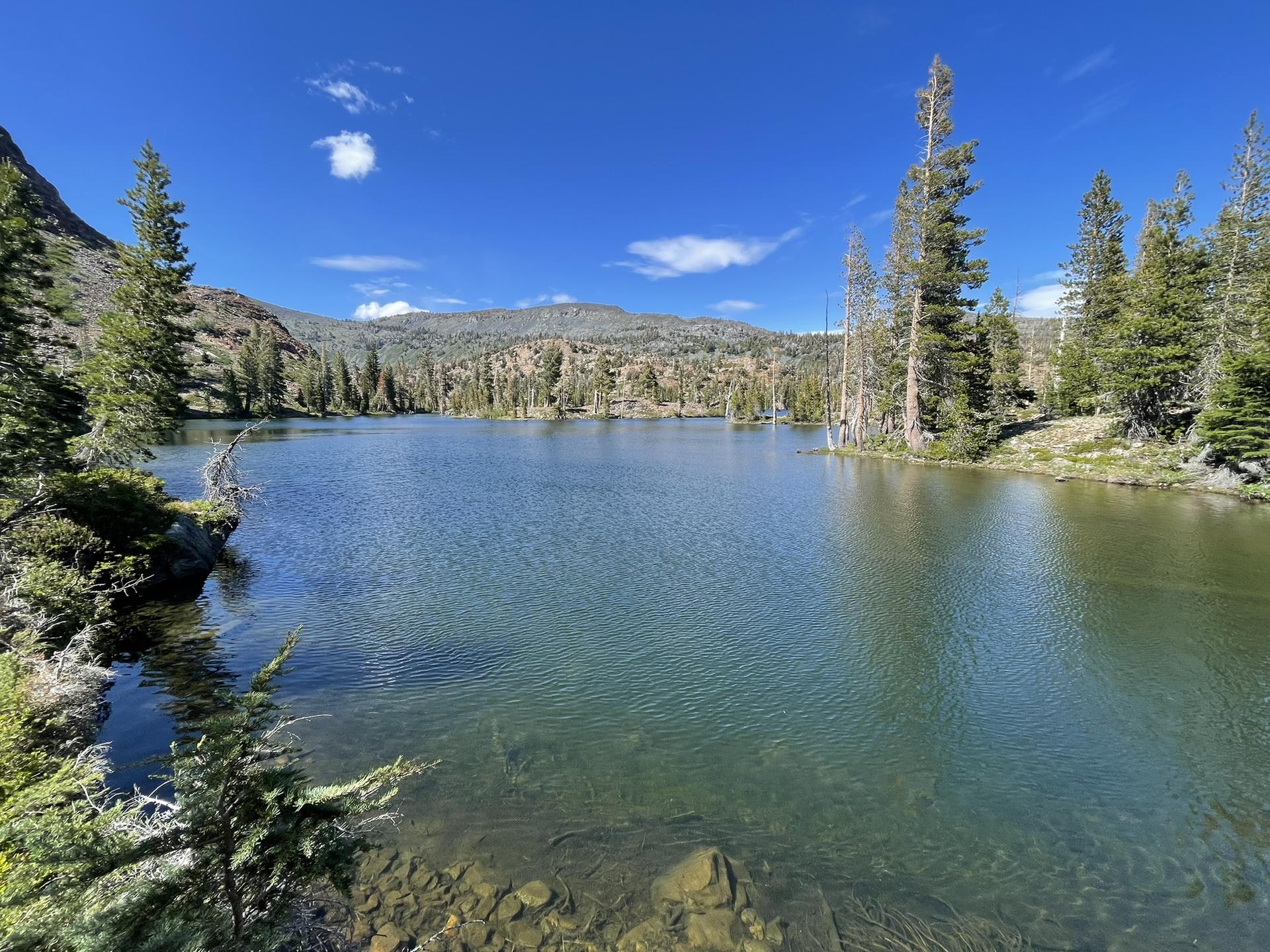 Clear blue lake with rocky shores, pine trees, and distant mountains under a sunny sky.