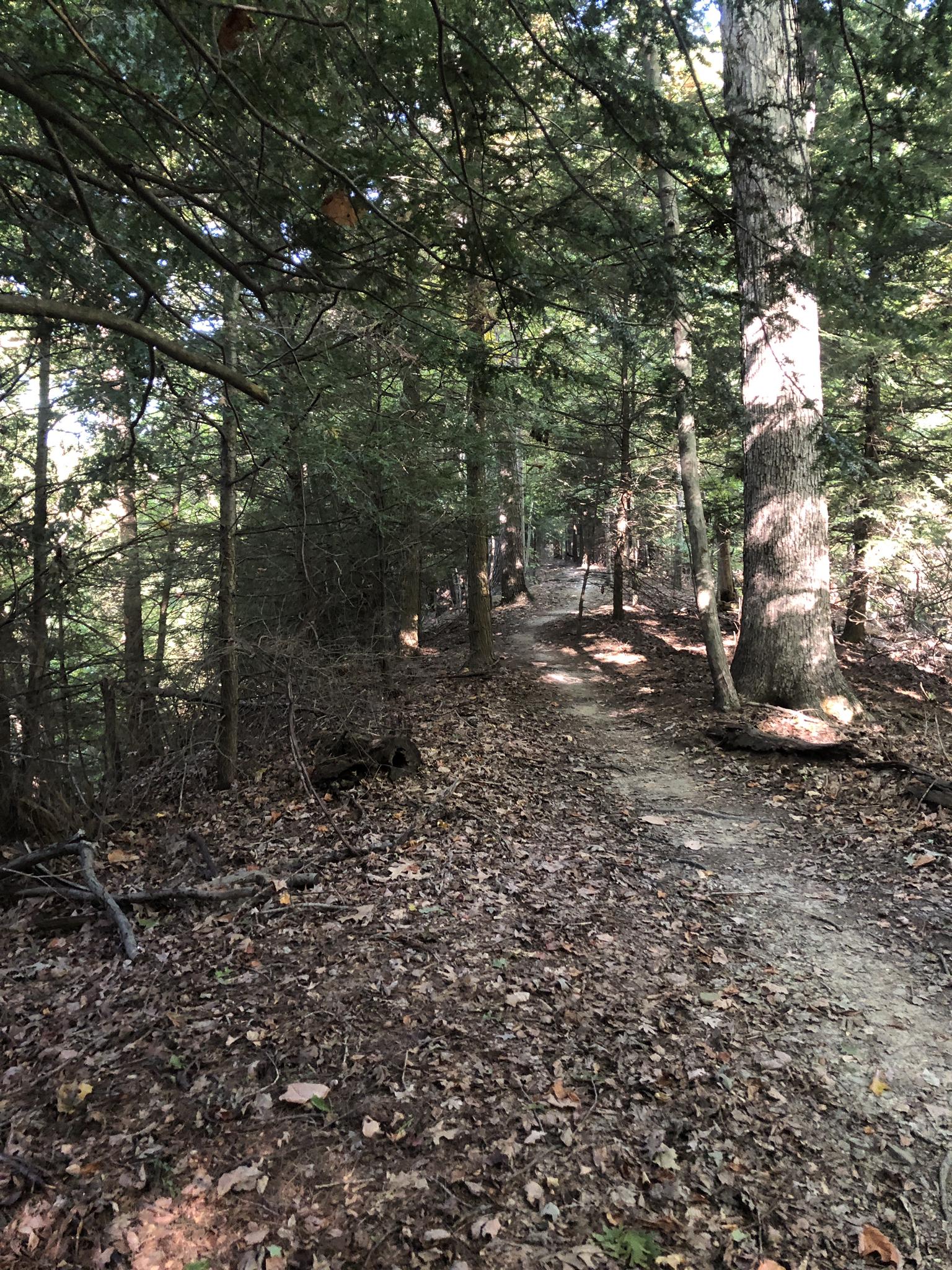 A sun-dappled dirt path winds through a dense, green forest with tall trees.
