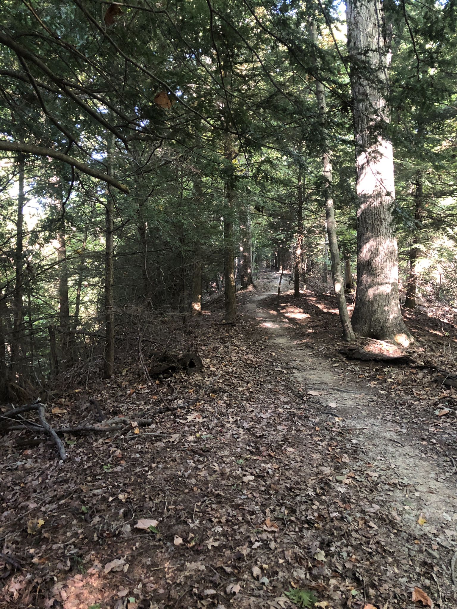 A sun-dappled dirt path winds through a dense, green forest with tall trees. - Mohican Mountain Bike Trail