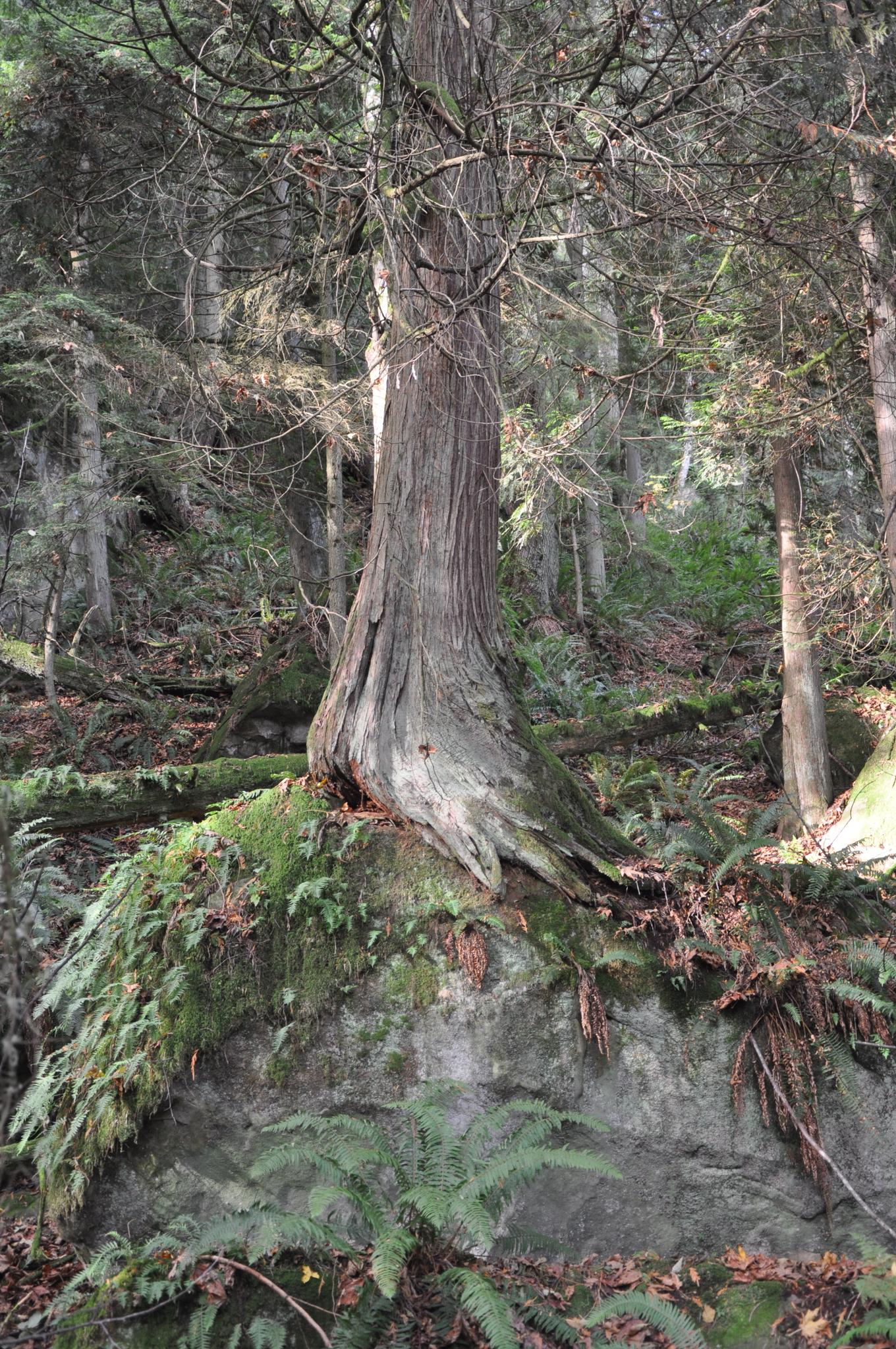 Large tree growing on a mossy rock in a dense, shaded forest.