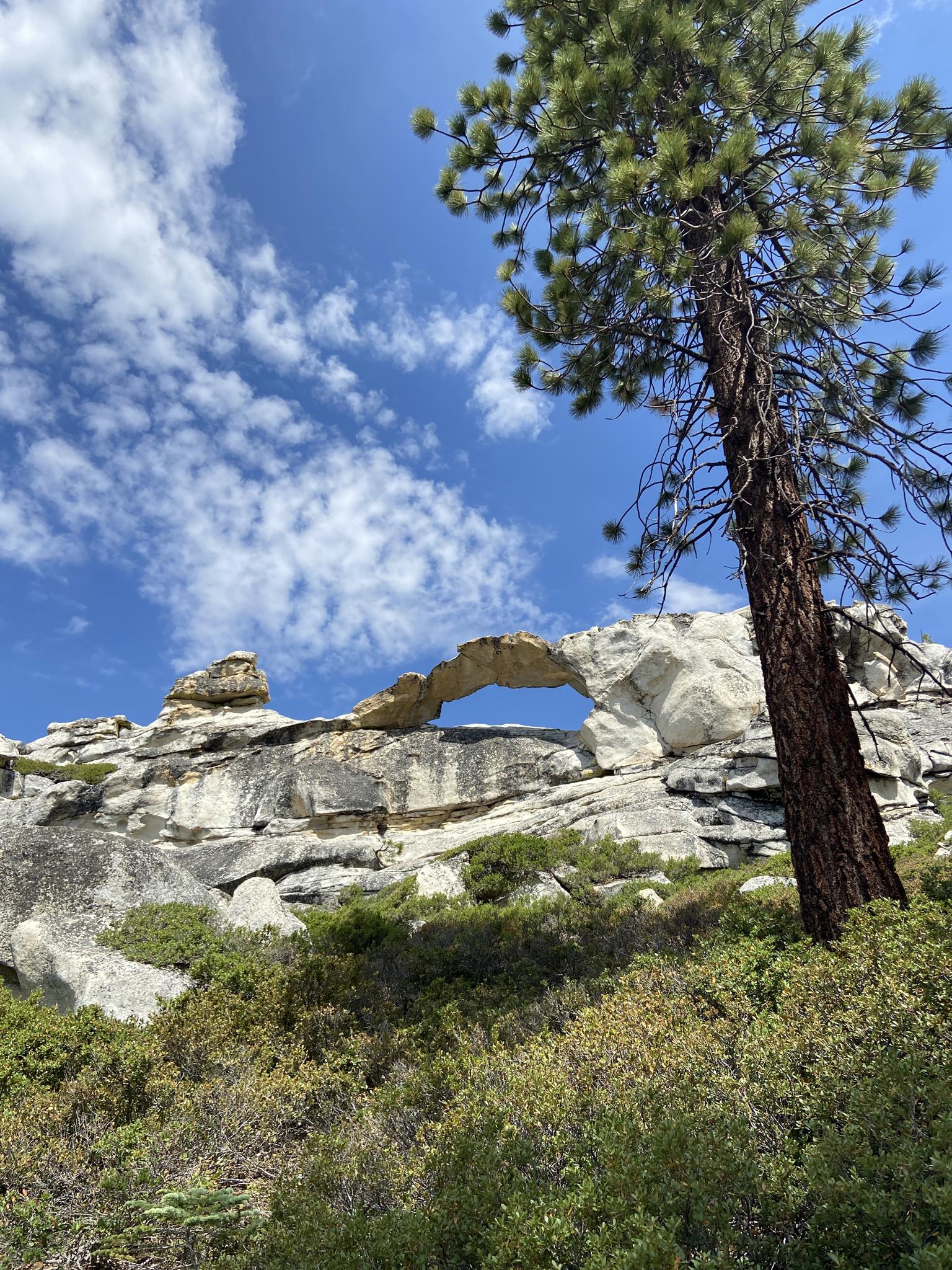Natural rock arch formation with a tall pine tree under a blue sky.