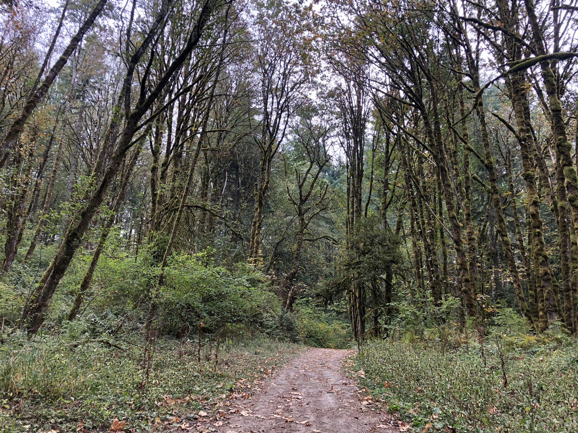 A dirt path leads into a dense forest with mossy, bare trees.