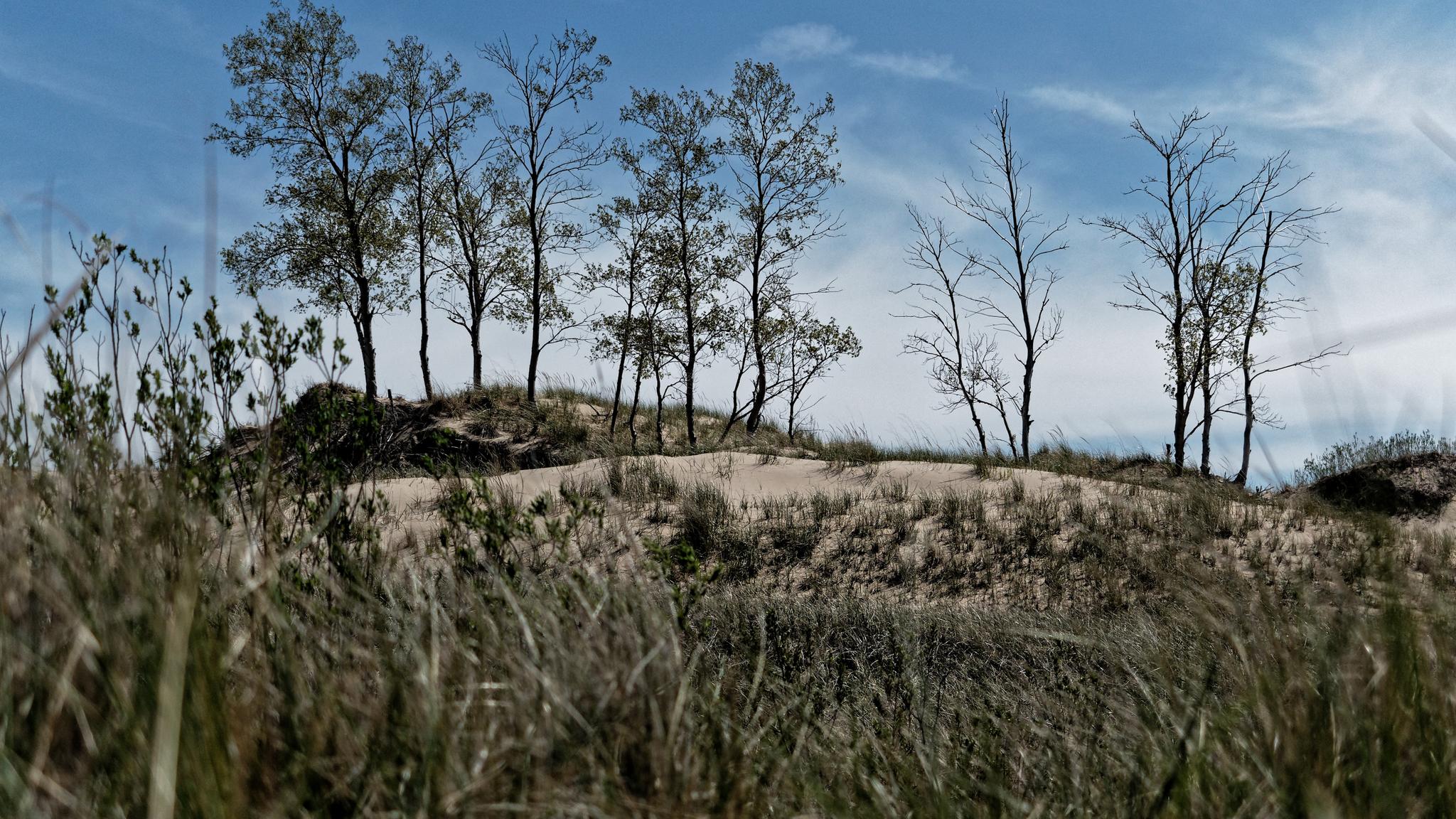 Sandy dunes with sparse trees and tall dry grass under a blue sky.
