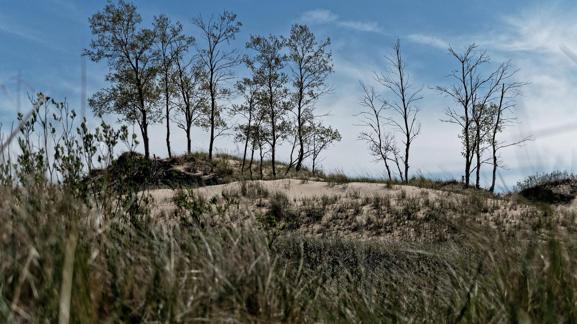 Sandy dunes with sparse trees and tall dry grass under a blue sky.