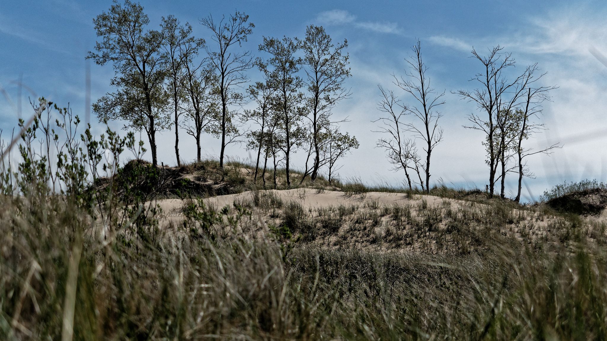 Sandy dunes with sparse trees and tall dry grass under a blue sky. - Stearns Park Beach – Ludington State Park loop from The First Curve