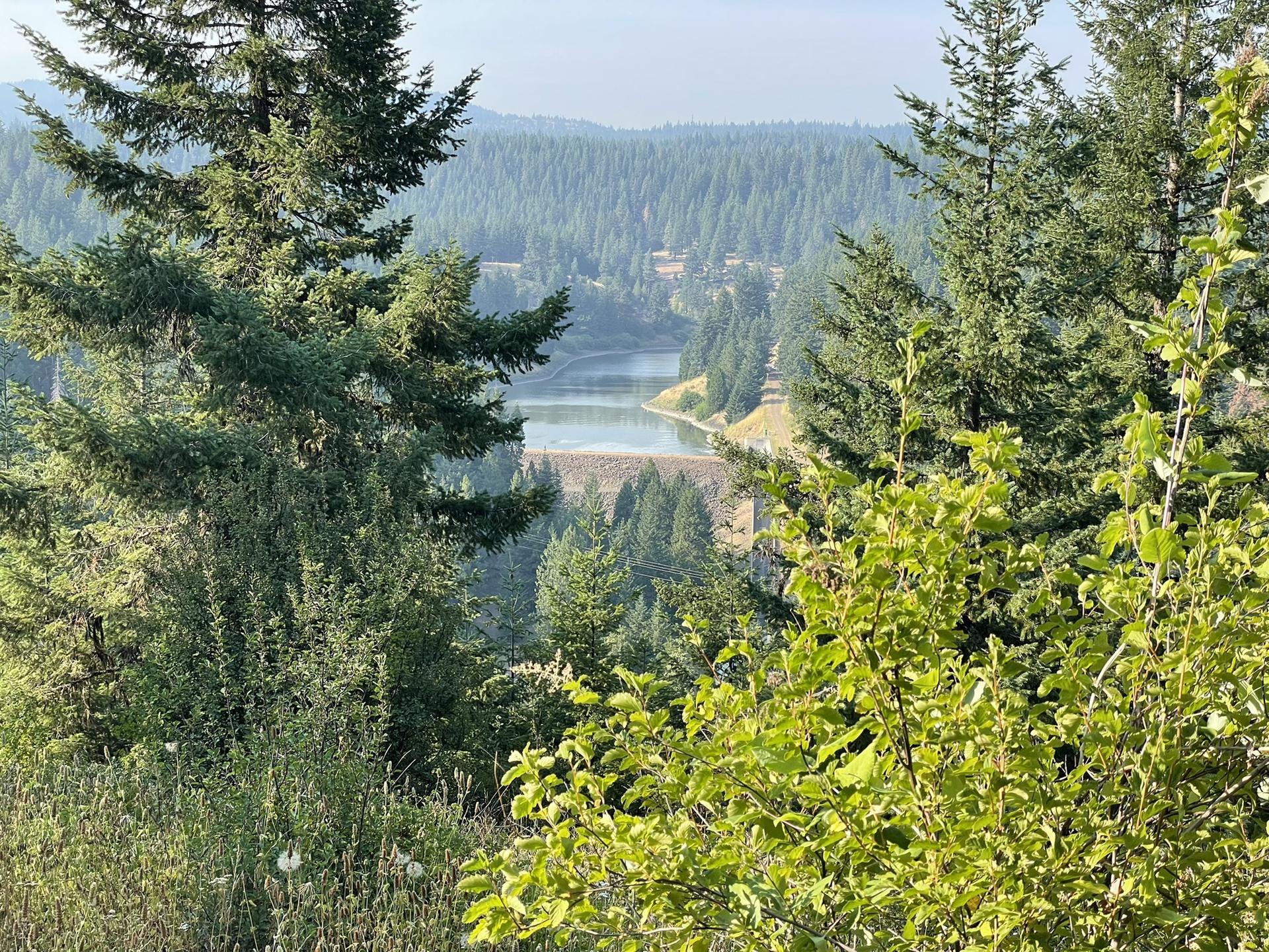 A dam and reservoir nestled among dense green forests on a bright day.