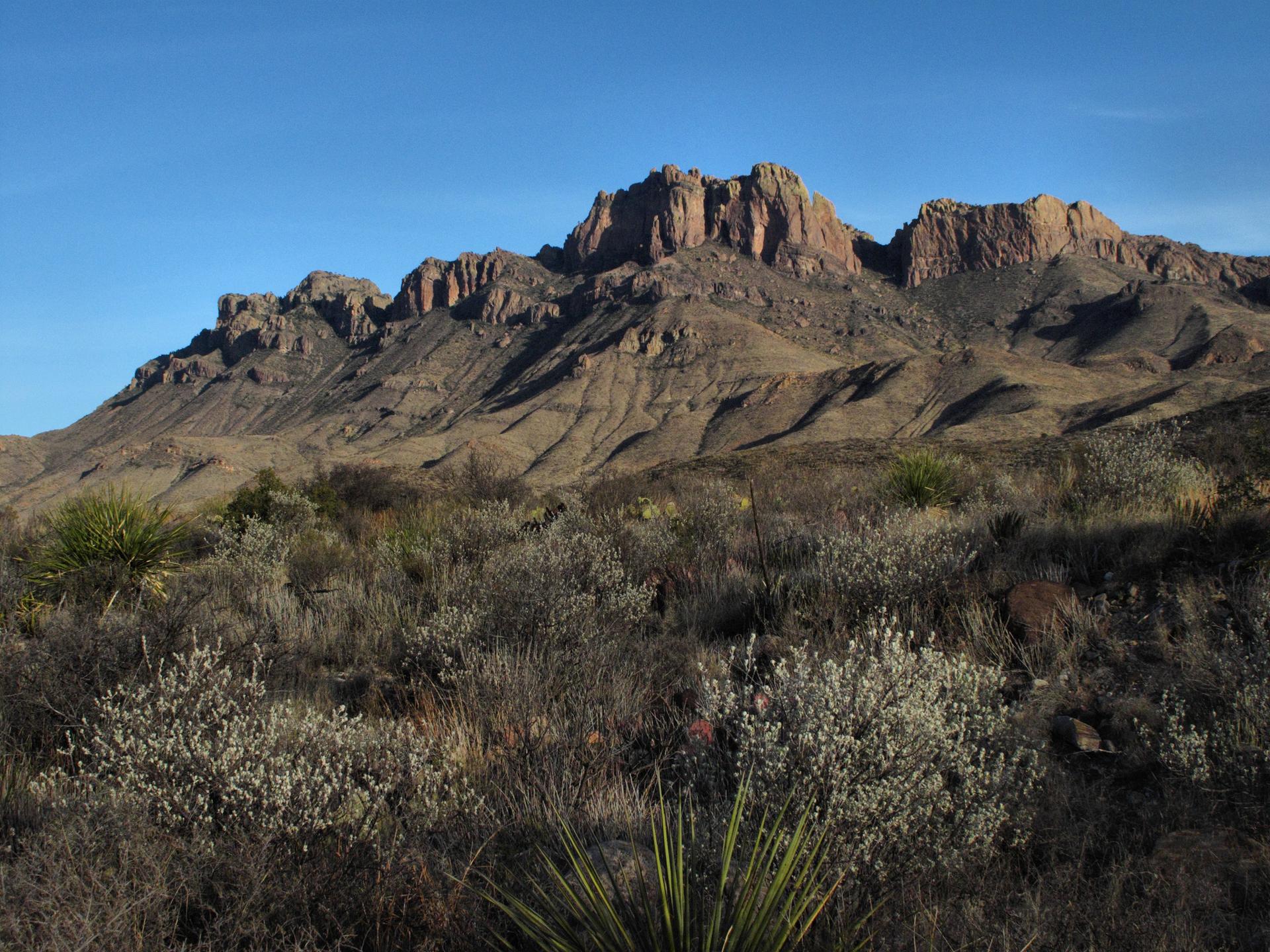 Rugged desert mountains under a clear blue sky, with sparse foreground vegetation.
