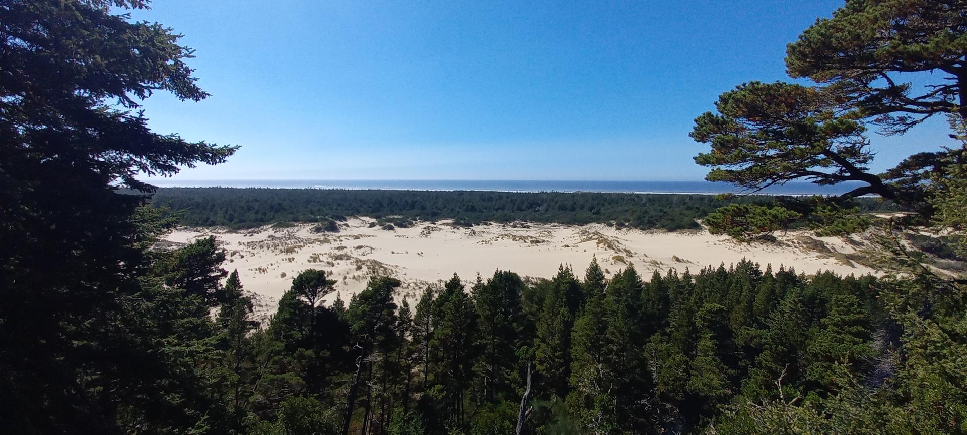 Panoramic view of vast sand dunes, dense forest, and distant ocean under clear blue sky.