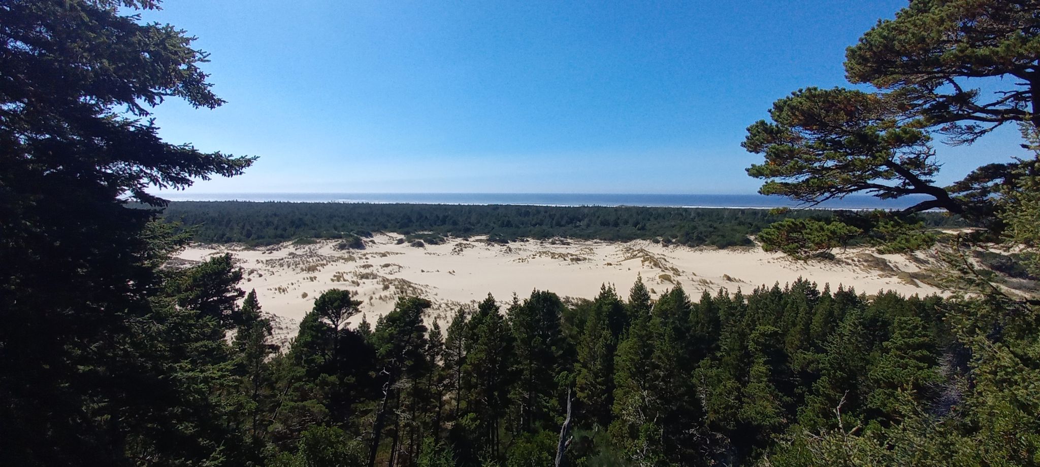 Panoramic view of vast sand dunes, dense forest, and distant ocean under clear blue sky. - Oregon Dunes Loop Trail