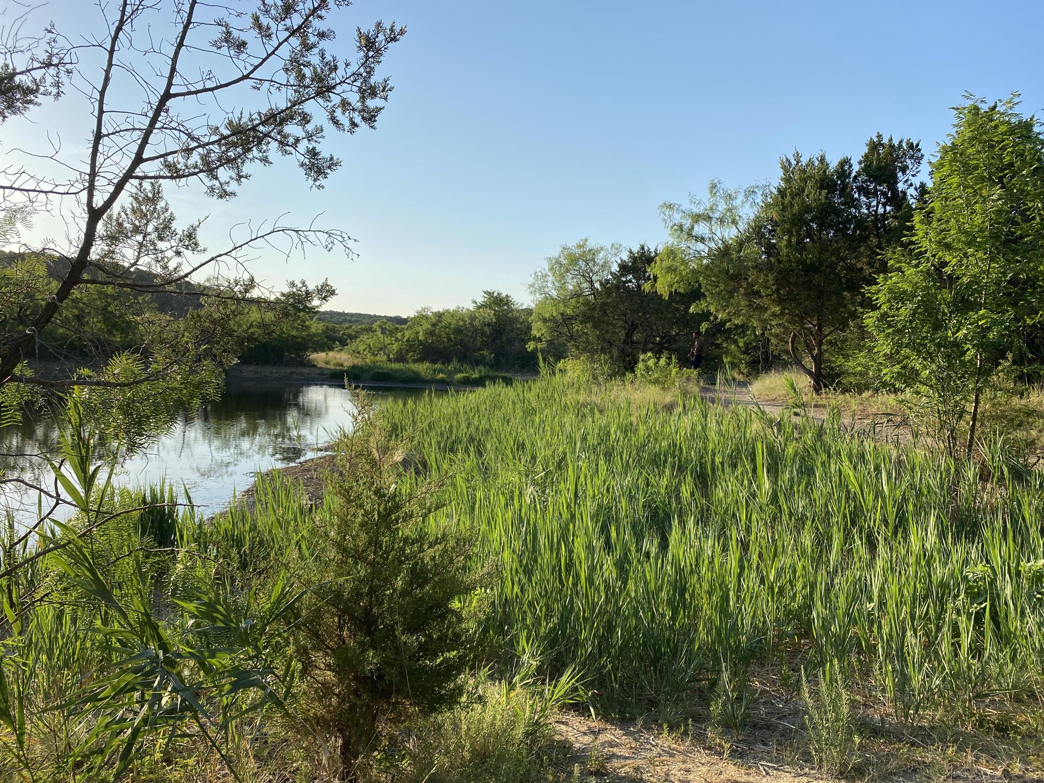 Calm water reflecting trees, with tall green grass on the bank.