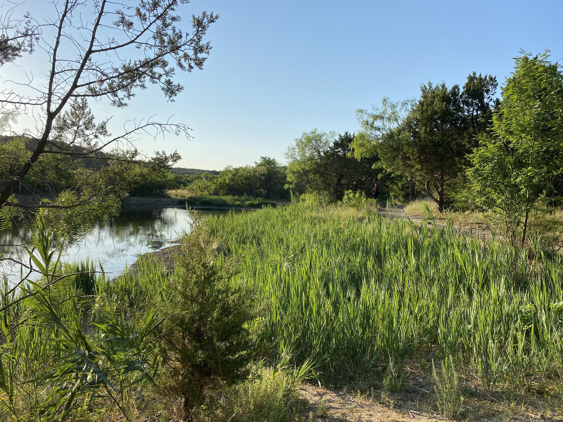 Calm water reflecting trees, with tall green grass on the bank.