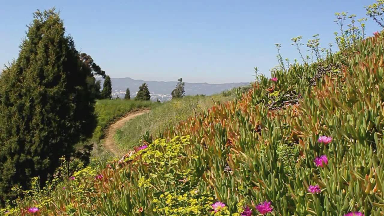 A winding dirt path ascends a vibrant hillside with flowering plants.