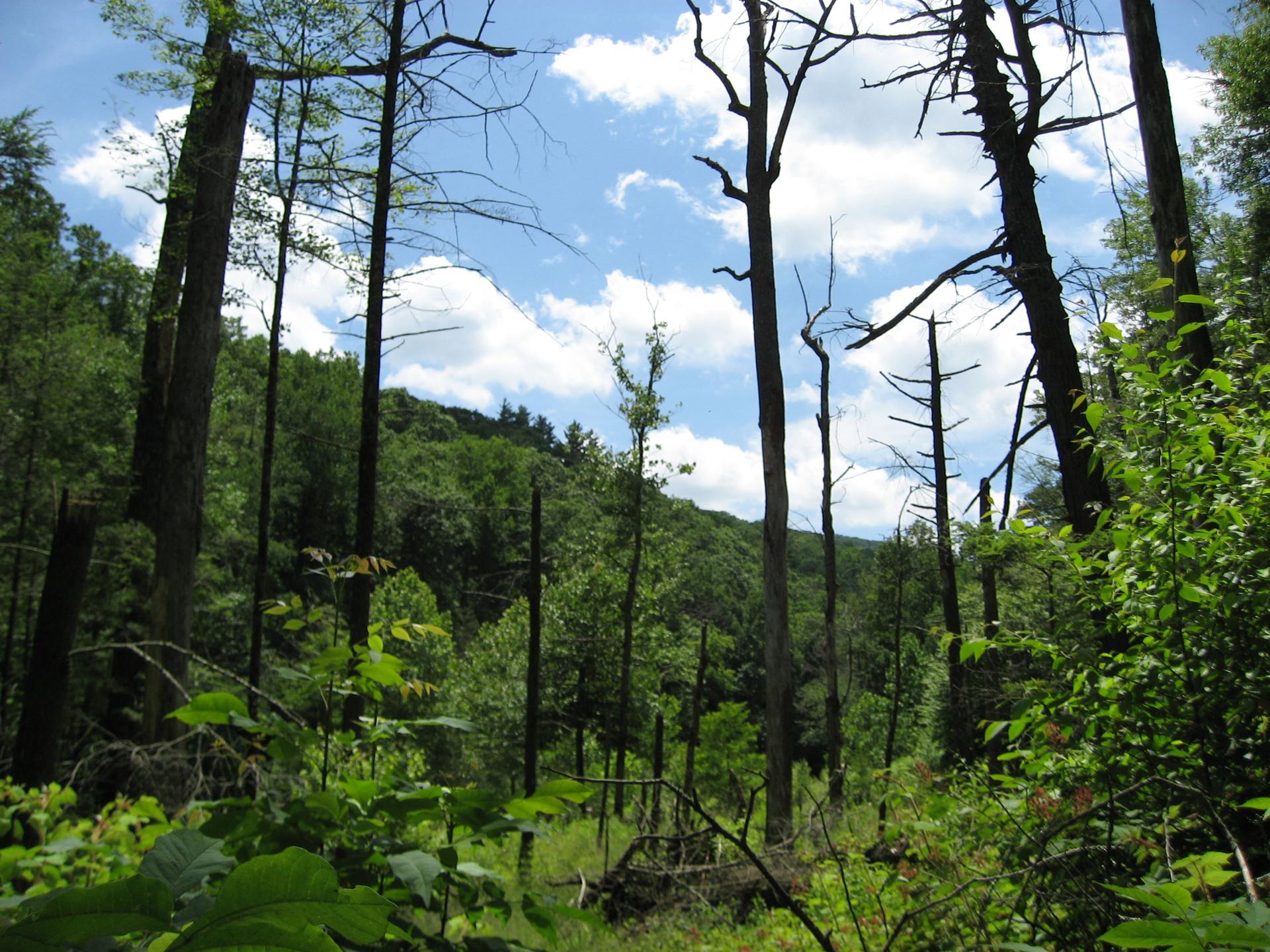 Sunlight filters through a forest with tall dead trees and vibrant green undergrowth.