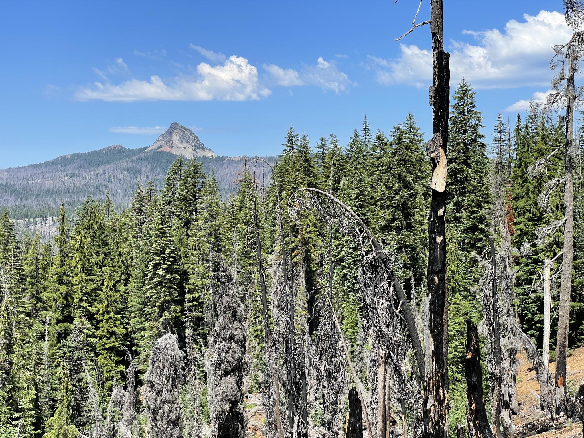 A distant mountain peak rises above a forest with many dead trees.