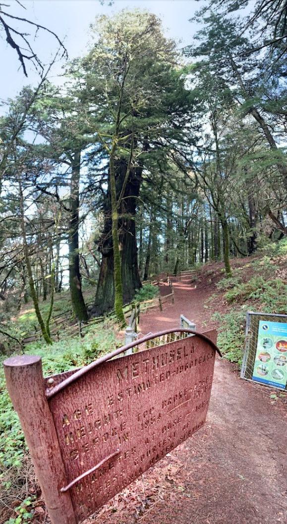 A wooden sign next to a dirt path through a tall, sunlit forest.