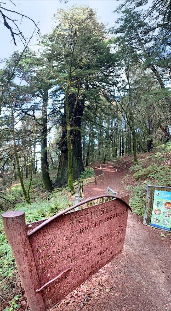 A wooden sign next to a dirt path through a tall, sunlit forest. - El Corte De Madera Loop: Tafoni, Methuselah, and Gordon Mill Trail