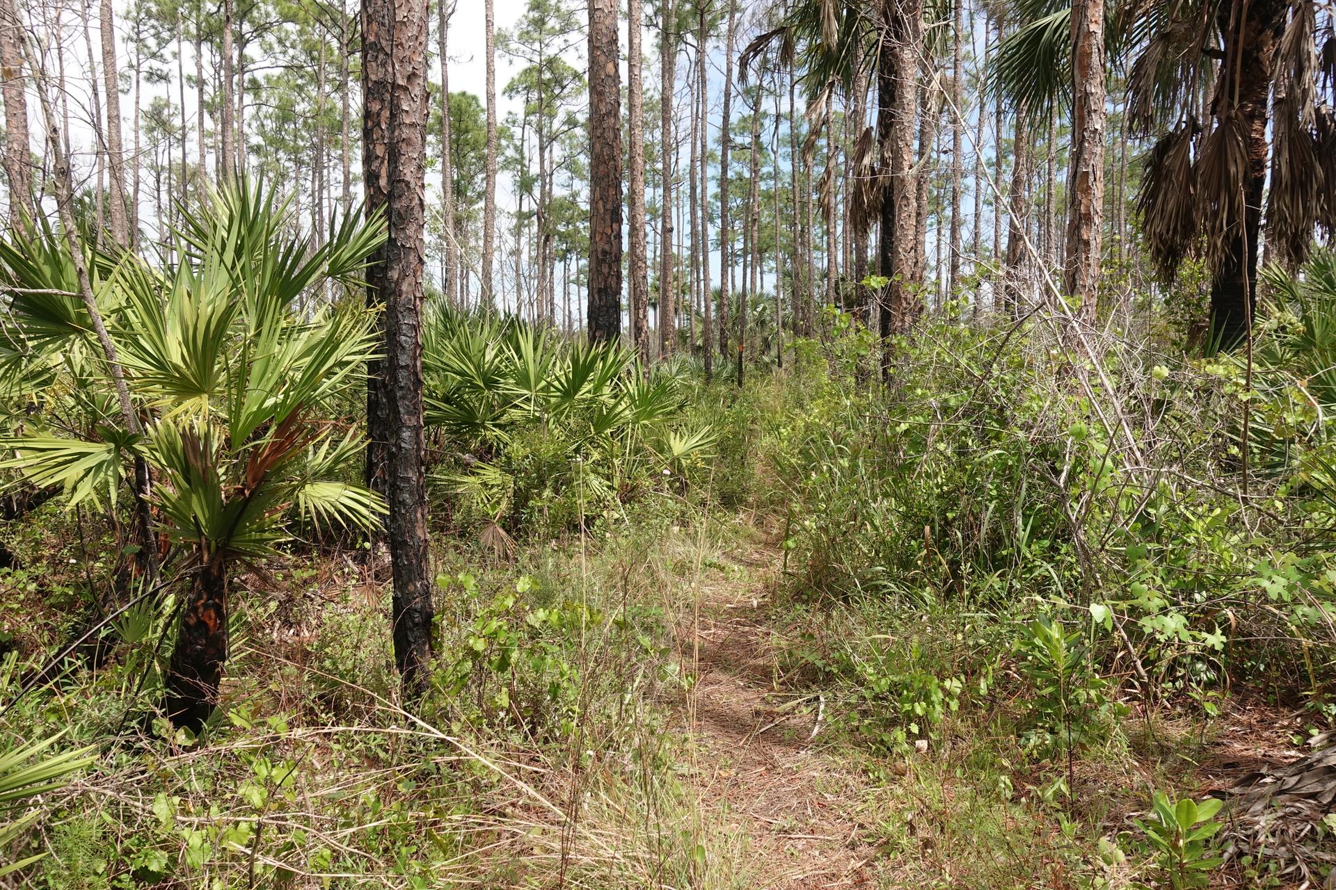 Narrow dirt trail winding through a dense forest of pine and palm trees.