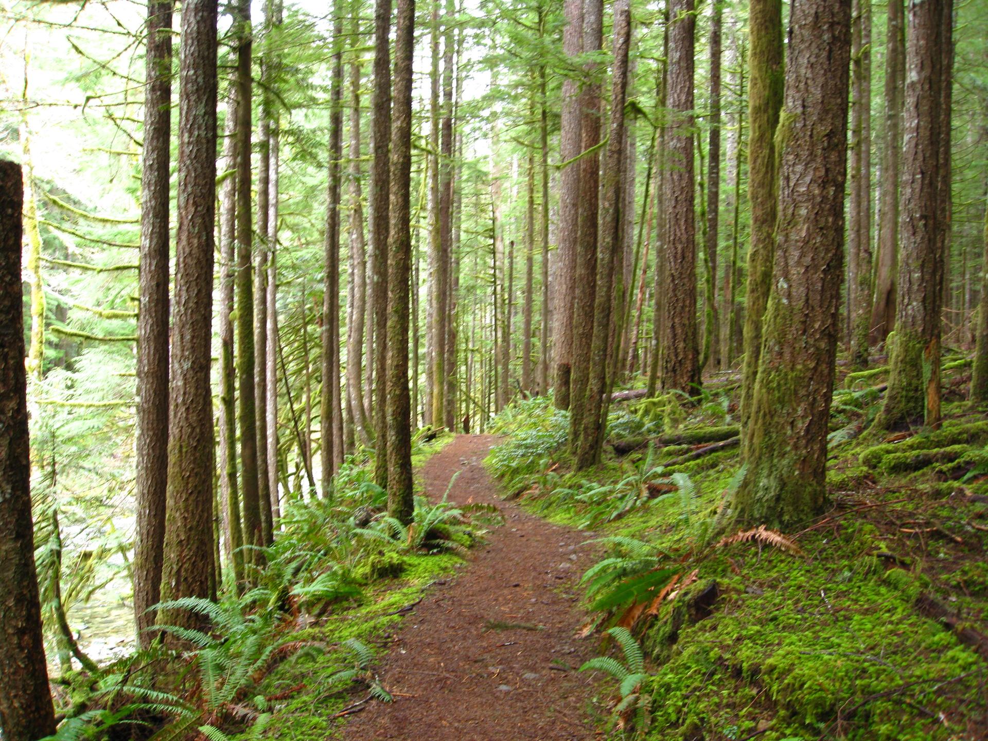 A winding dirt path through a lush, mossy forest with tall trees.