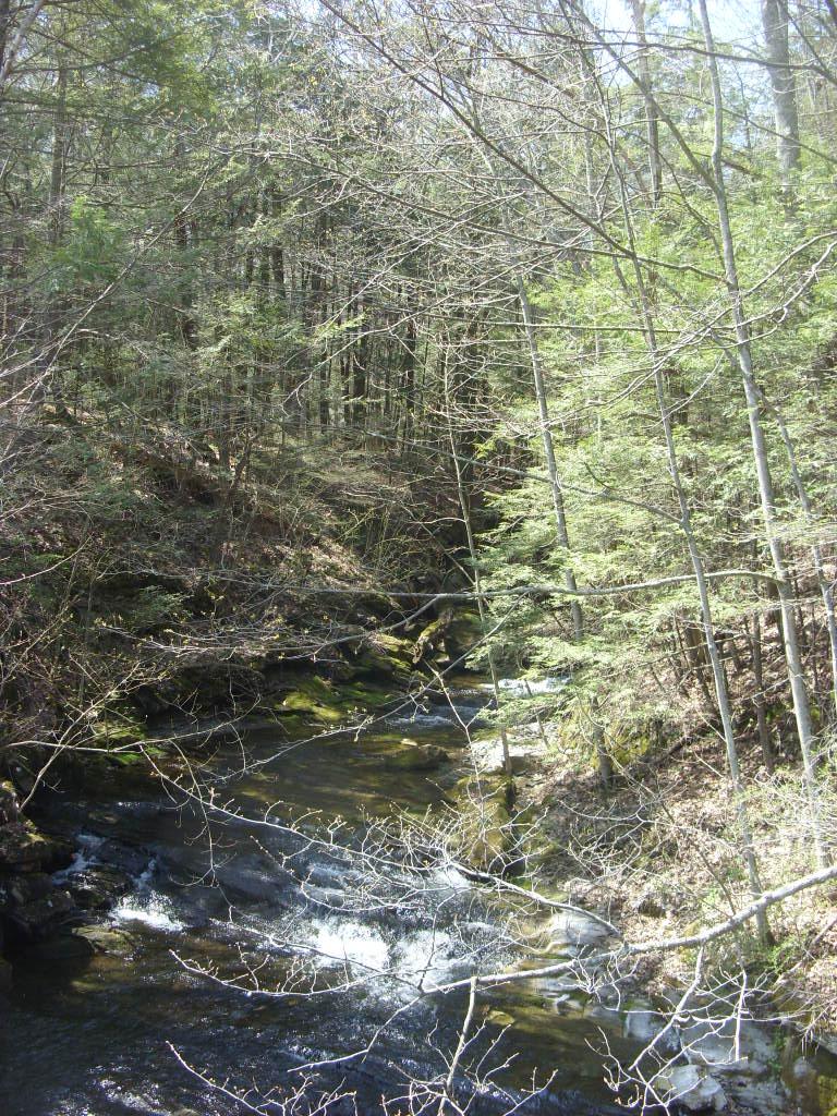 Rocky stream flowing through a dense forest with bare and green trees.