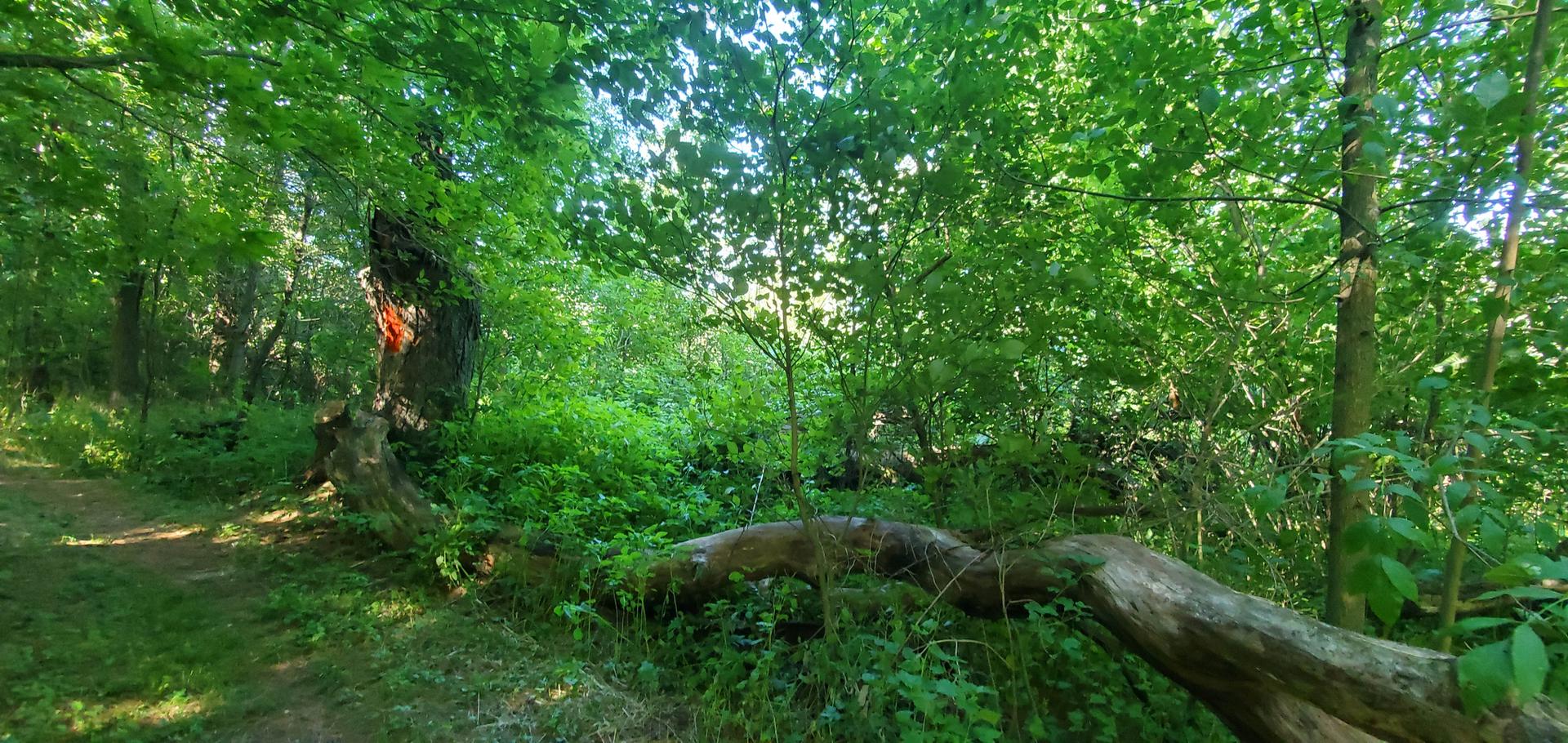 A sunlit forest path with dense green foliage and a large fallen log.