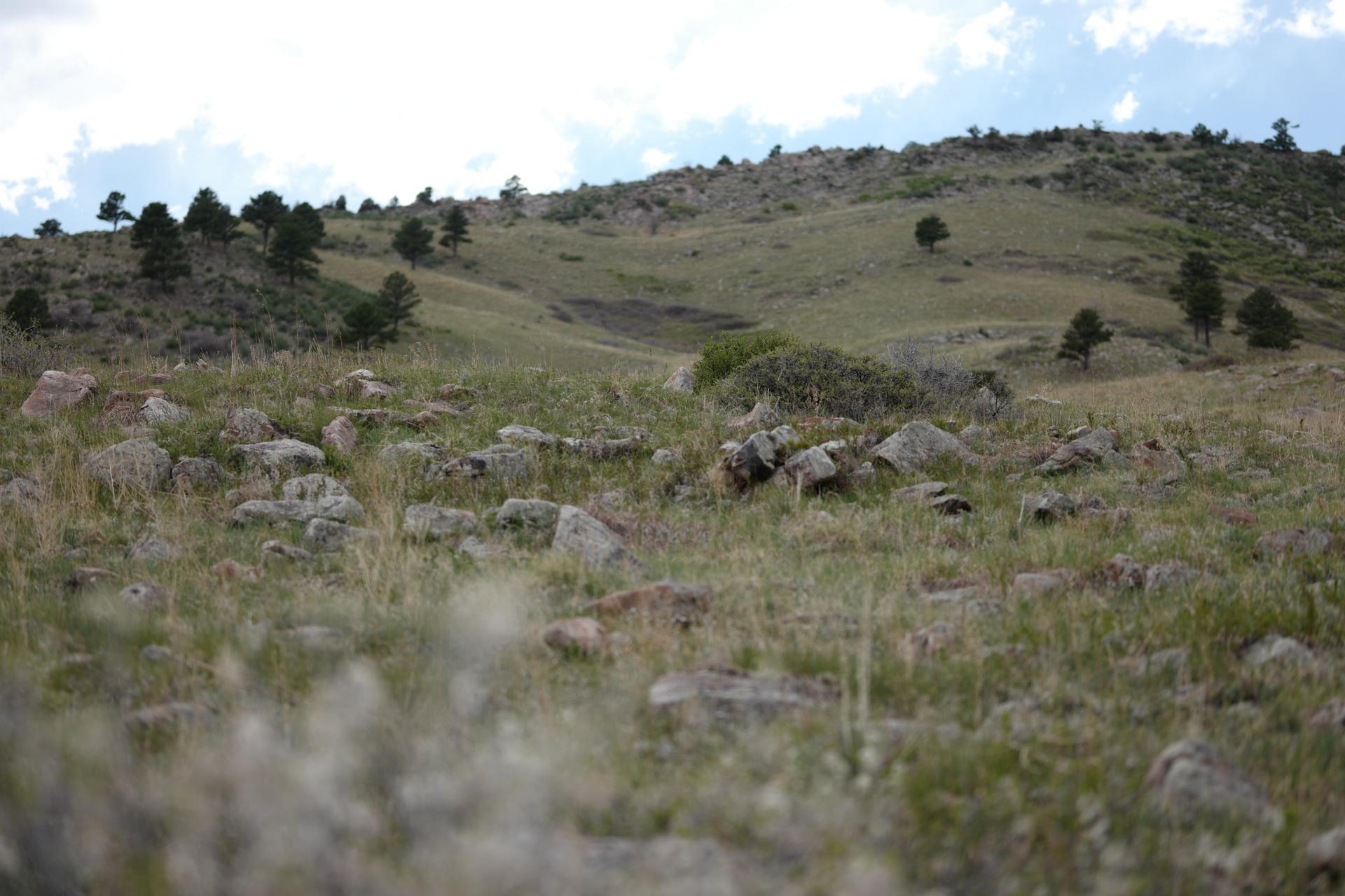 Rocky, grassy hillside with scattered pine trees and a person in the distance.