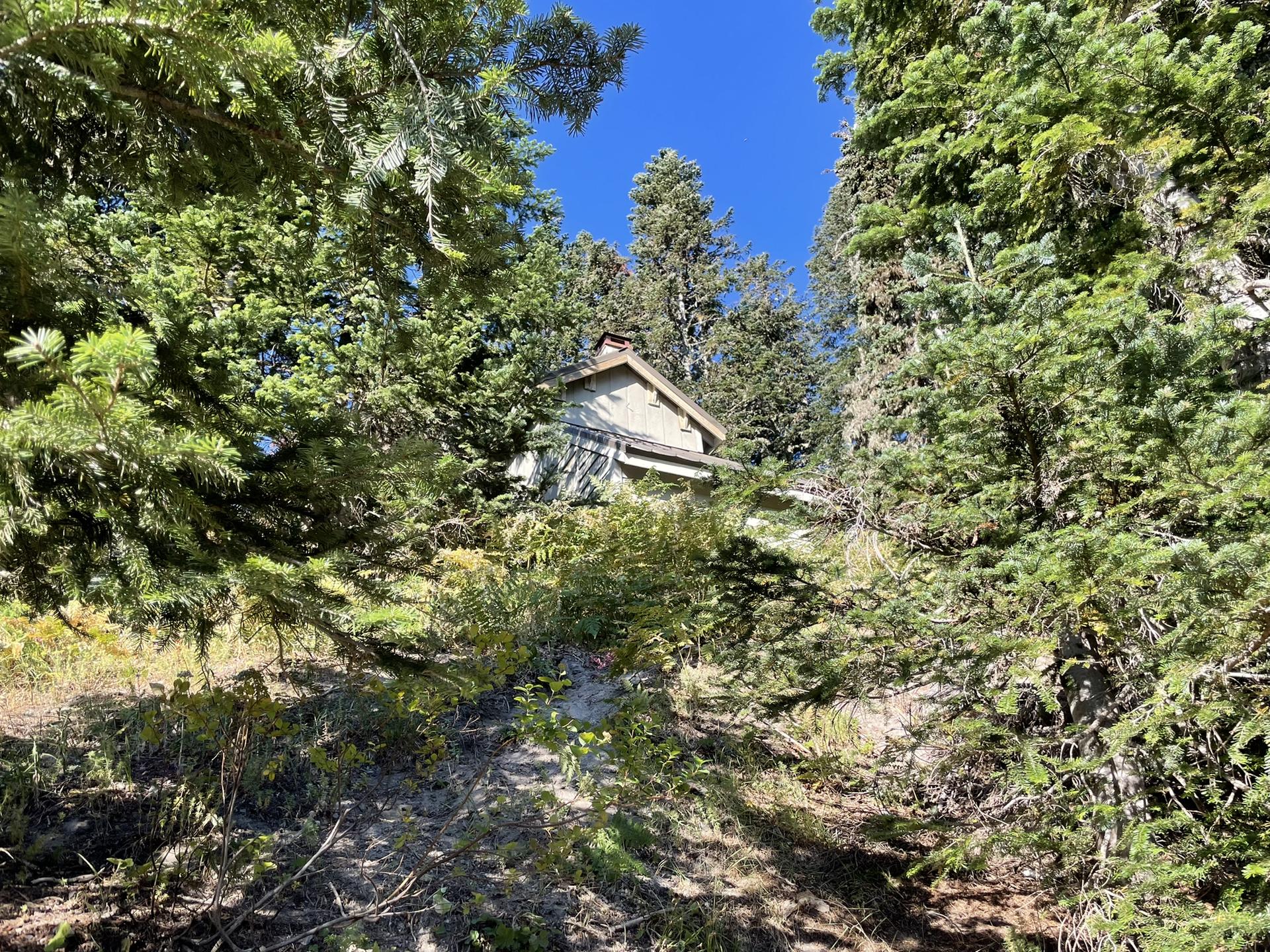 Small rustic cabin peeking through dense green forest on a sunny day.
