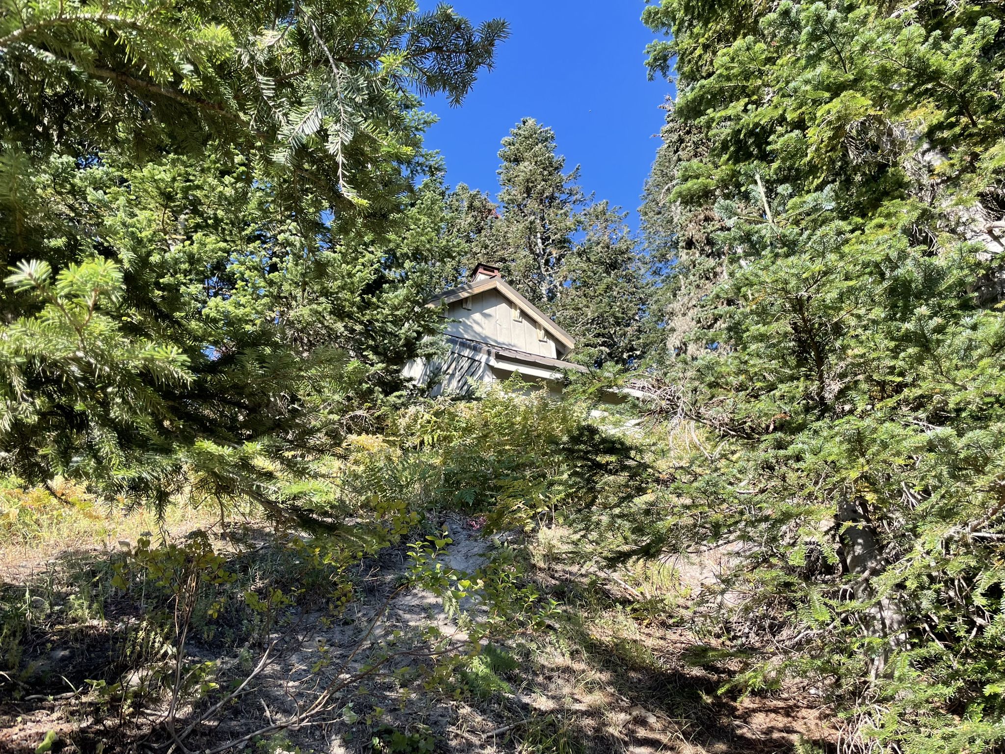 Small rustic cabin peeking through dense green forest on a sunny day. - Mount Saint Helens Summit via Ptarmigan Trail